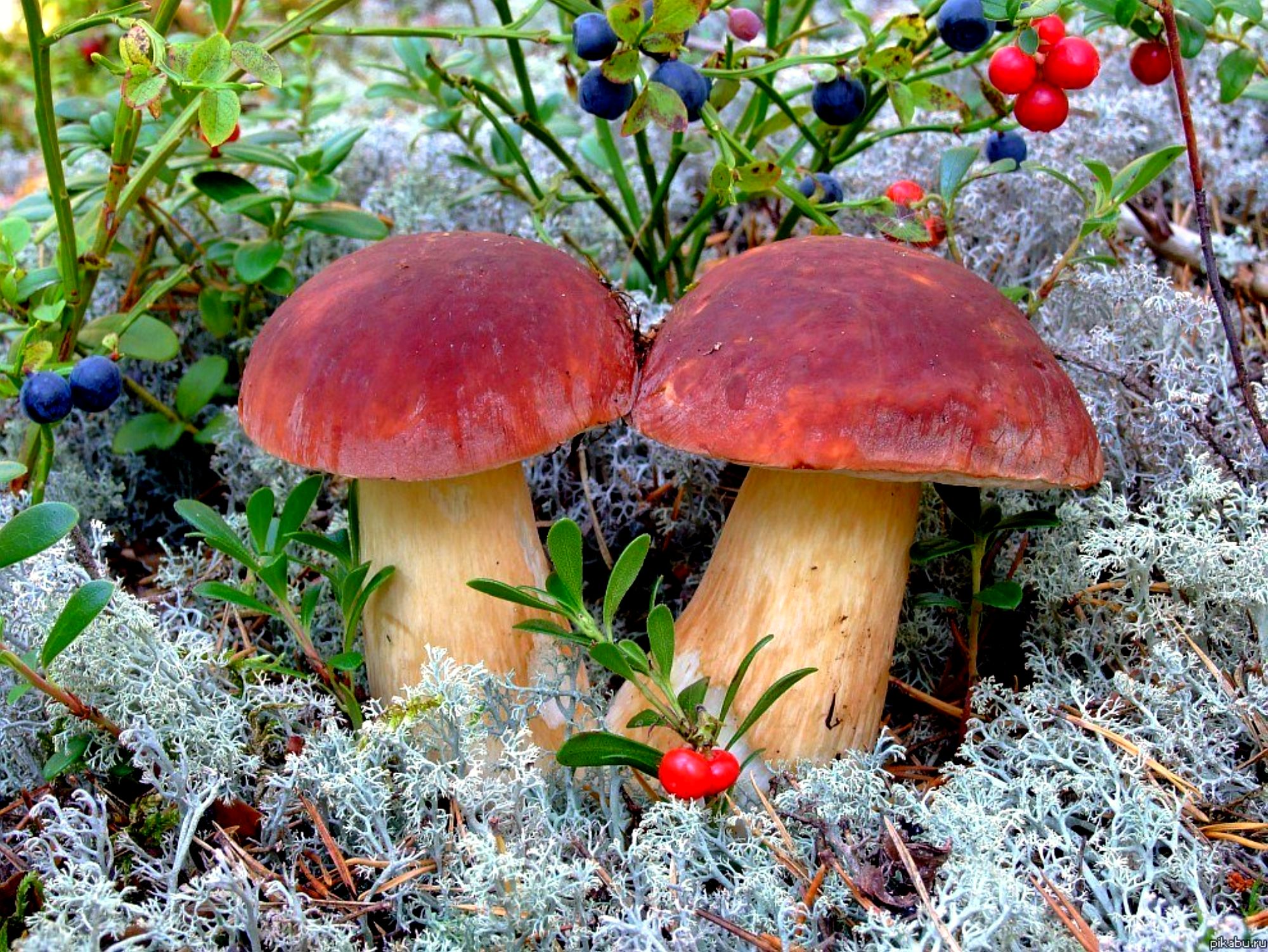 Download mobile wallpaper Earth, Mushroom for free.