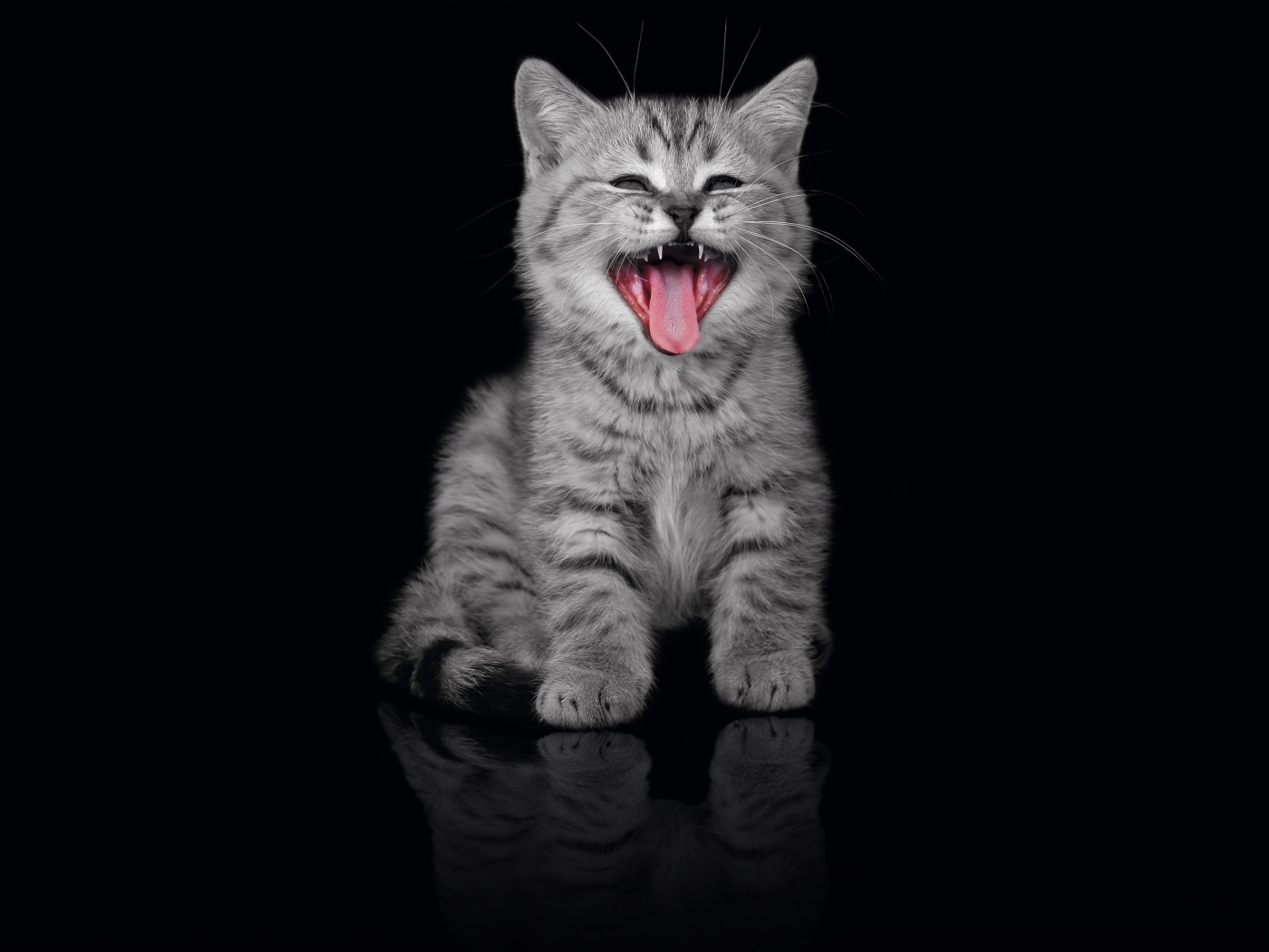 40181 descargar fondo de pantalla gatos, animales, negro: protectores de pantalla e imágenes gratis