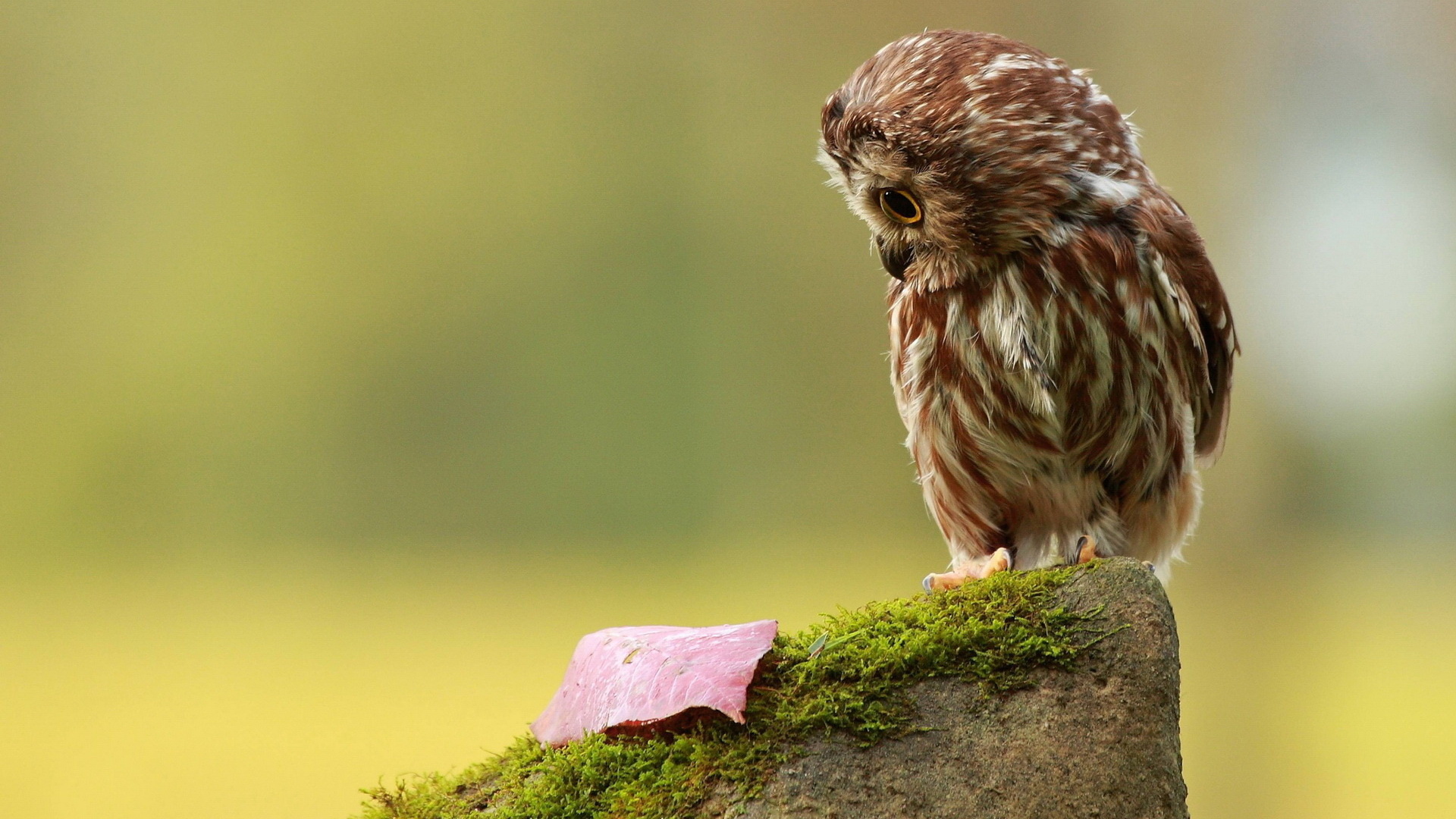 Download mobile wallpaper Birds, Owl, Animal for free.