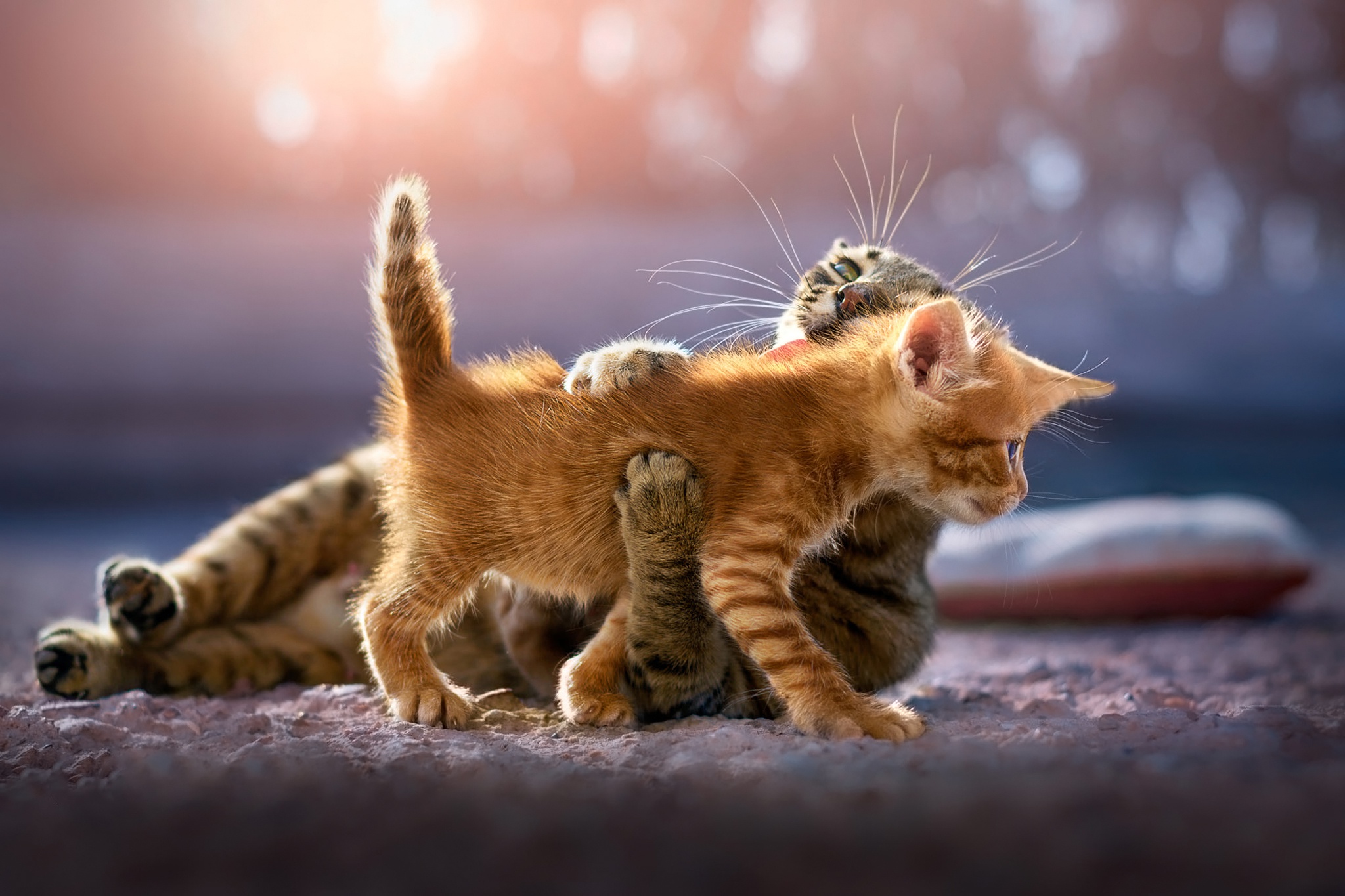 Download mobile wallpaper Cats, Cat, Kitten, Animal for free.