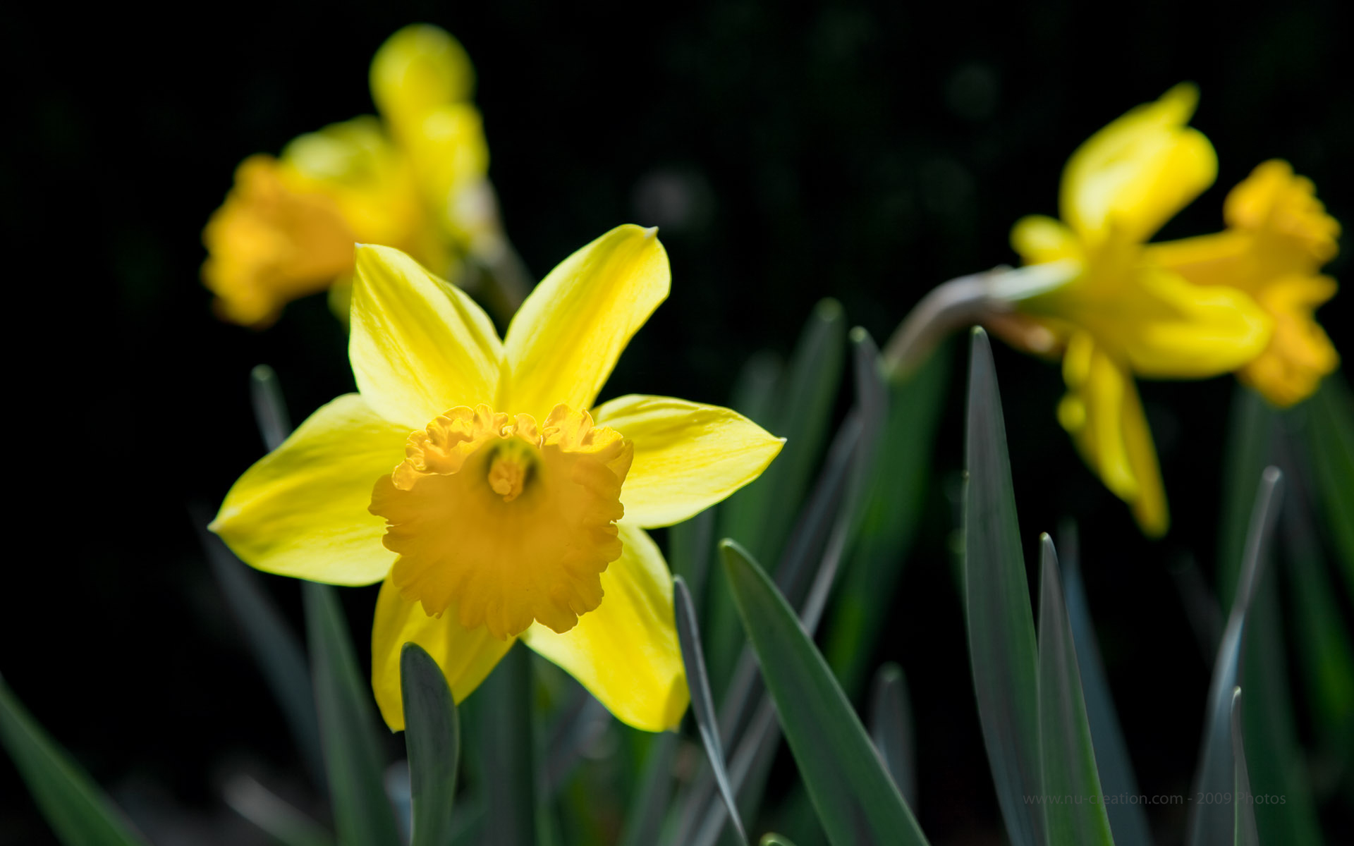Download mobile wallpaper Daffodil, Yellow Flower, Flowers, Flower, Earth for free.