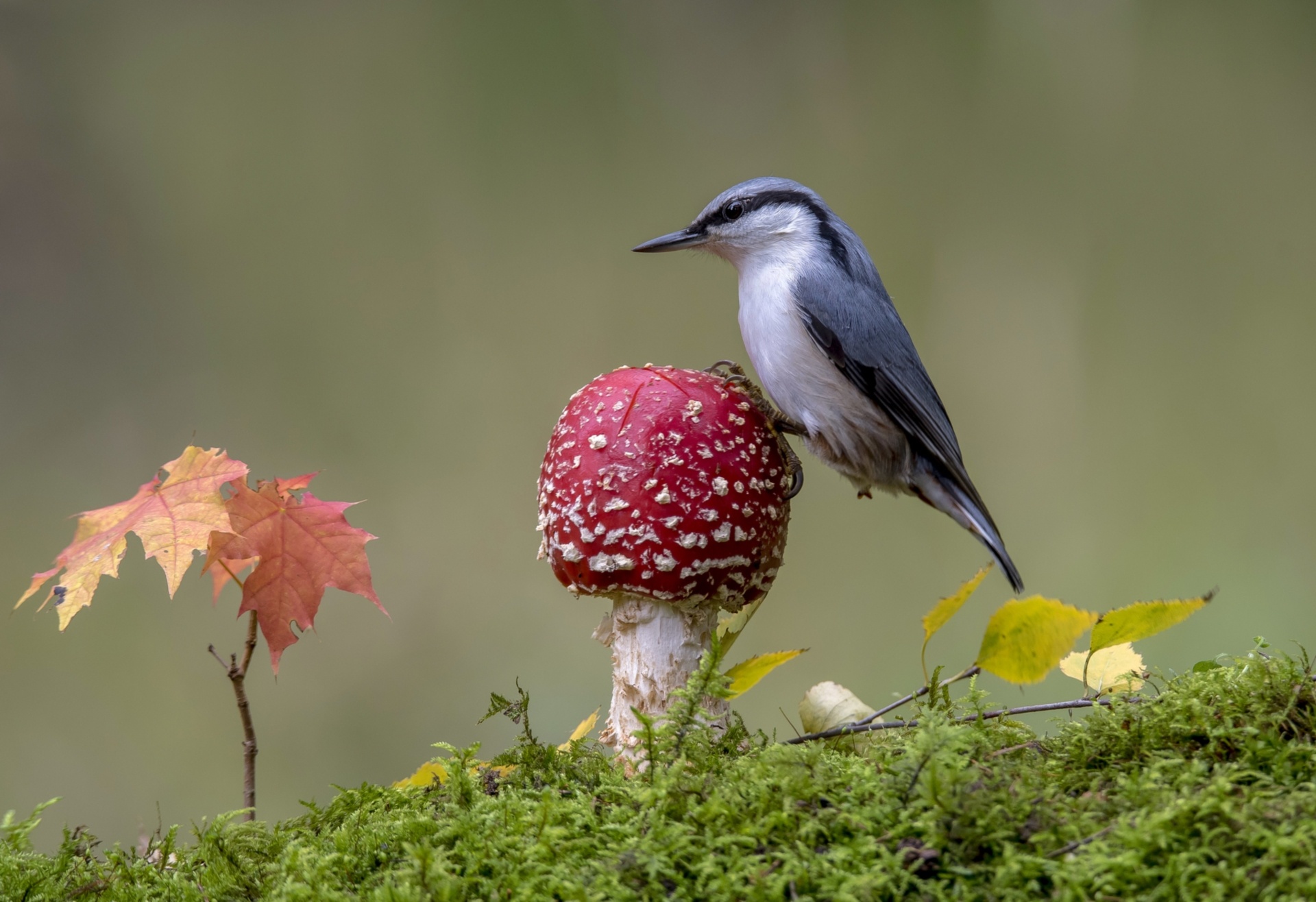 Download mobile wallpaper Bird, Animal, Mushroom, Nuthatch for free.
