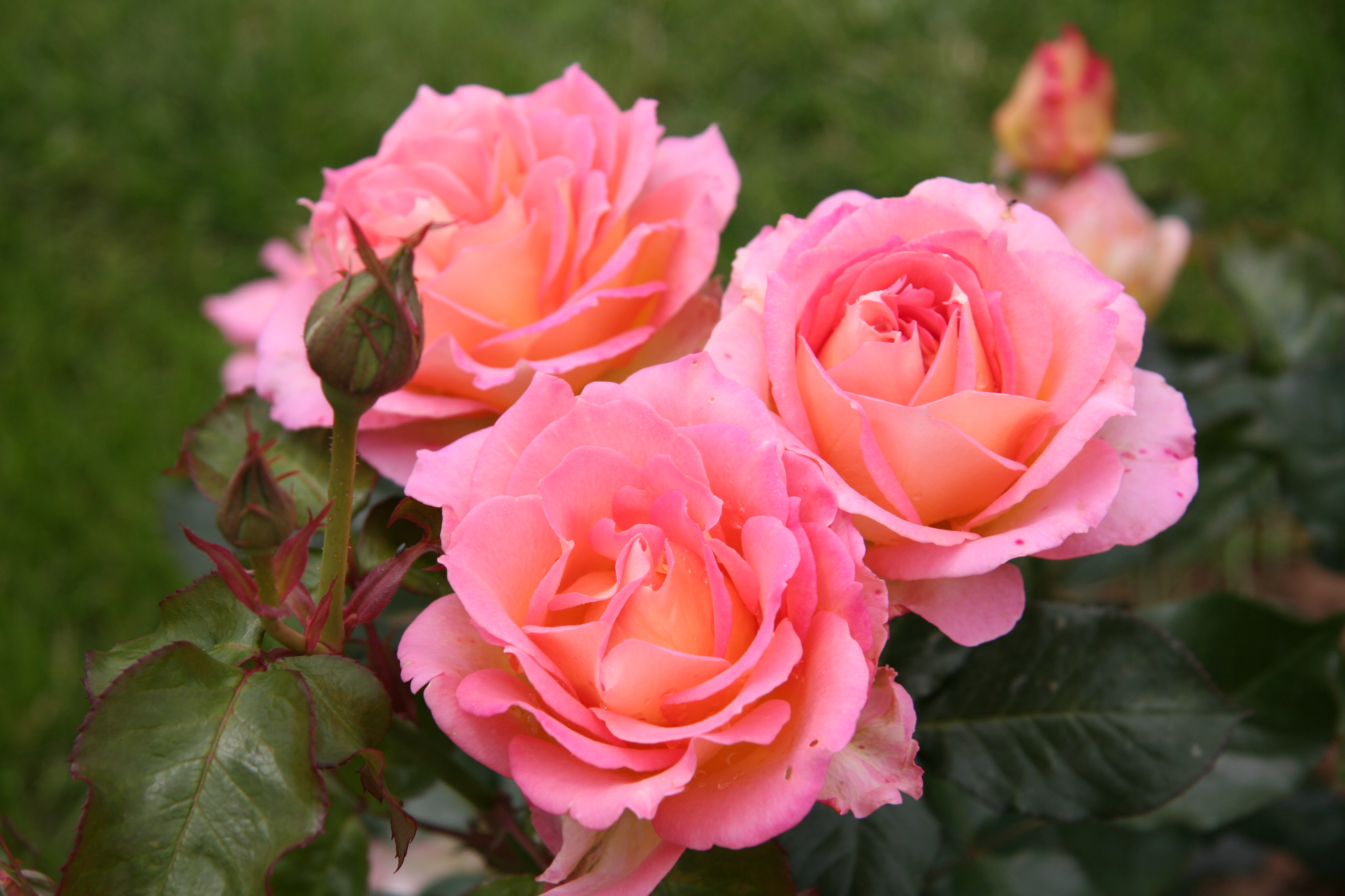 Descarga gratis la imagen Flores, Rosa, Tierra/naturaleza en el escritorio de tu PC