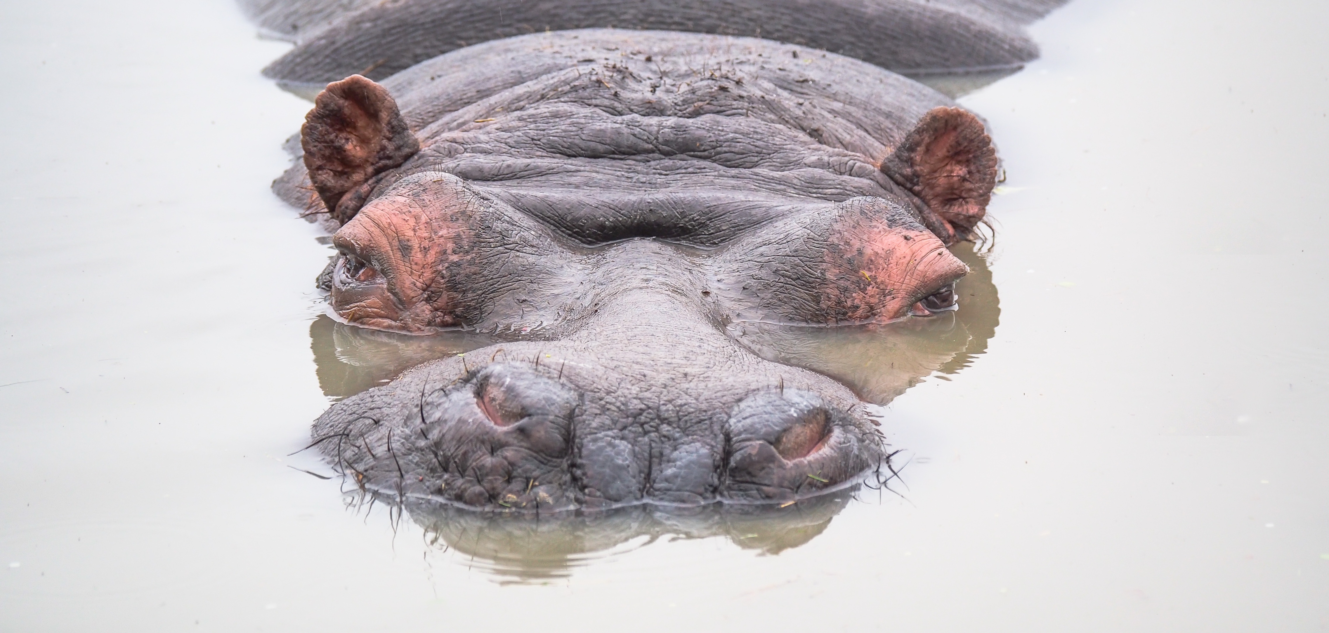 Descarga gratis la imagen Animales, Hipopótamo, Mirar Fijamente en el escritorio de tu PC
