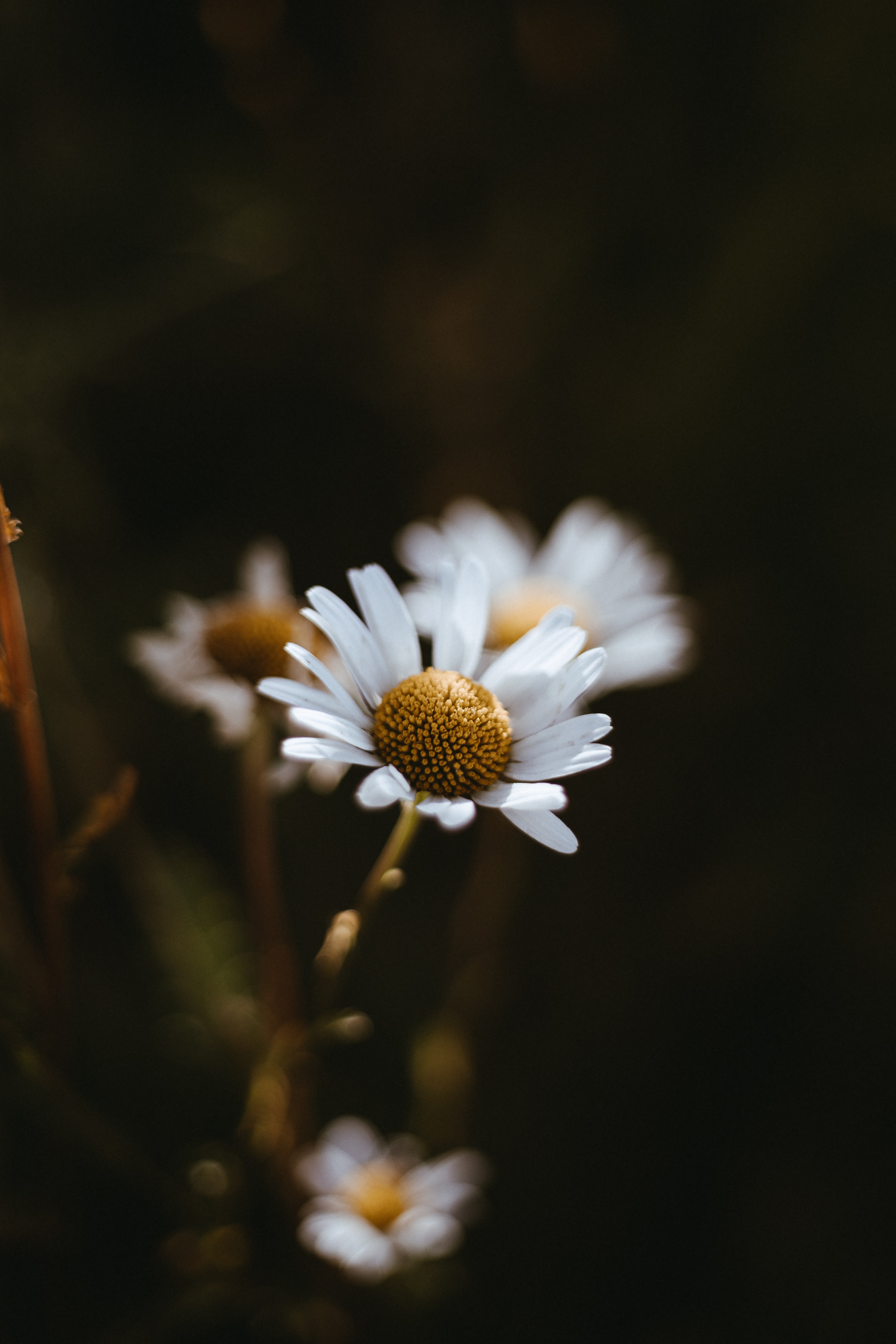 Download mobile wallpaper Chamomile, Flowers, Camomile, Macro for free.
