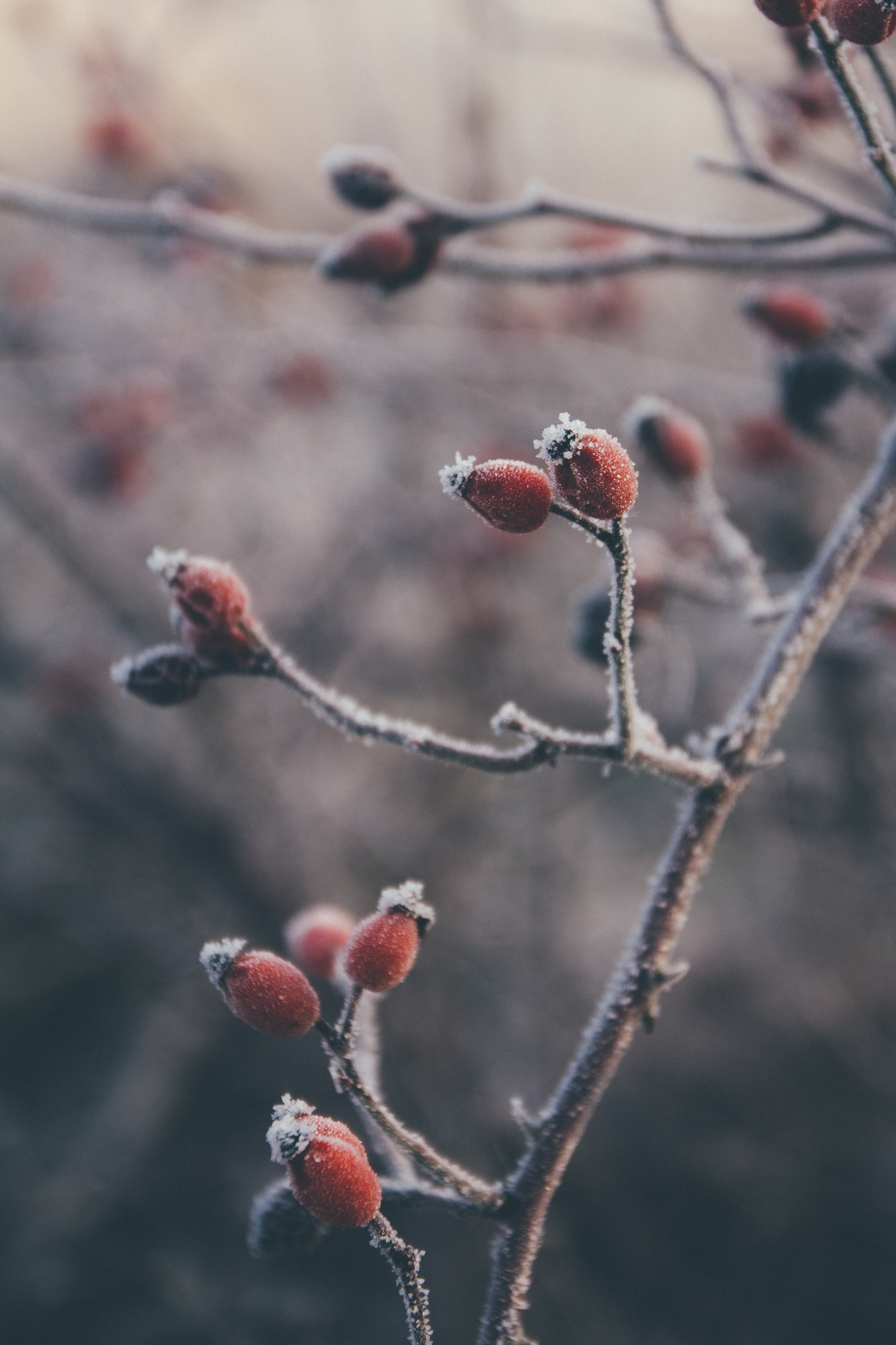 84658 Hintergrundbild herunterladen frost, berries, briar, pflanze, makro, rauhreif - Bildschirmschoner und Bilder kostenlos