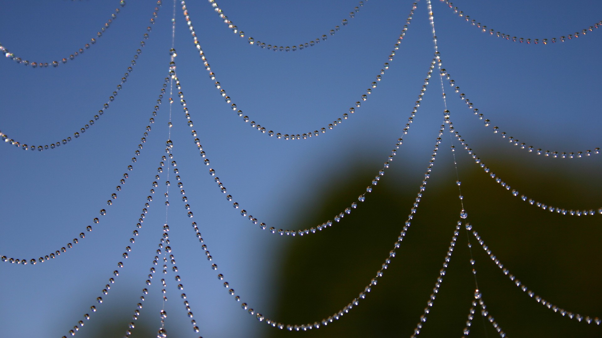 Download mobile wallpaper Spider Web, Photography for free.