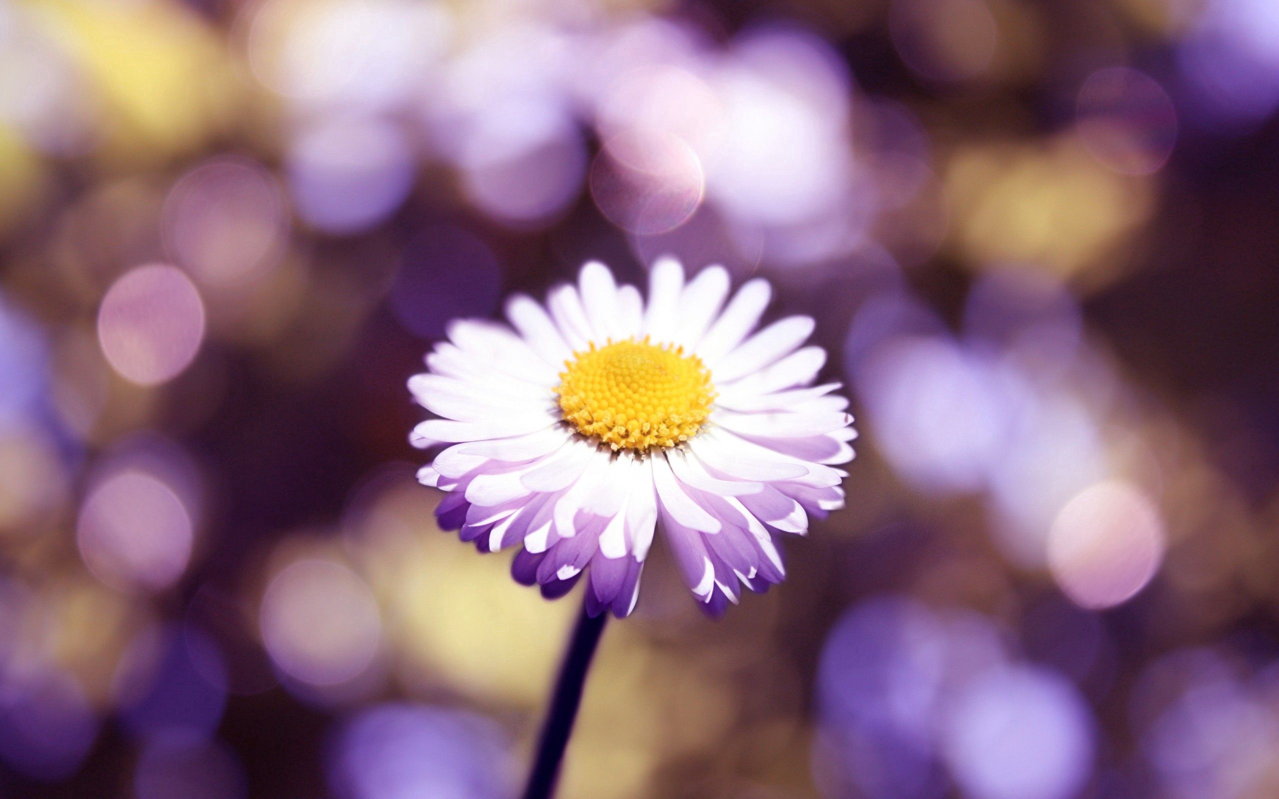 Laden Sie das Makro, Blendung, Blütenblätter, Blume-Bild kostenlos auf Ihren PC-Desktop herunter