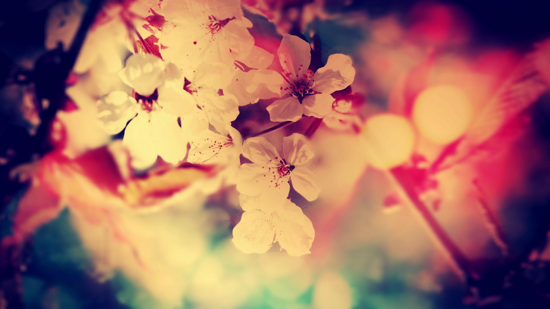 Free download wallpaper Flowers, Earth, Blossom on your PC desktop