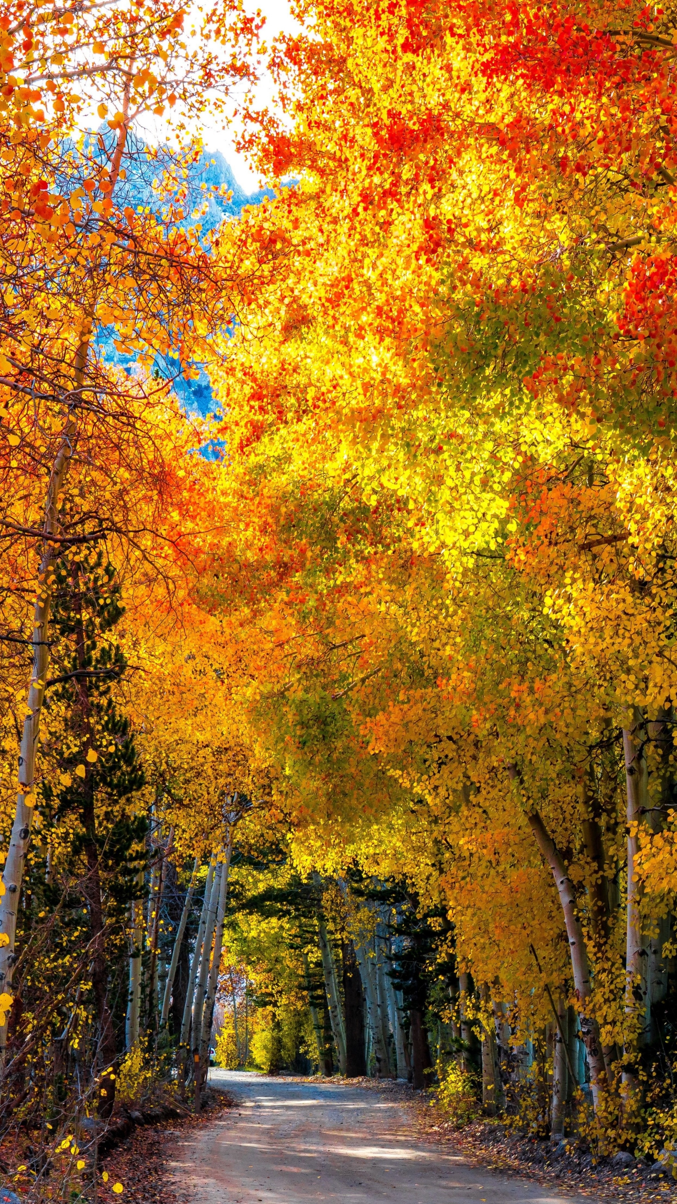 Download mobile wallpaper Fall, Earth for free.