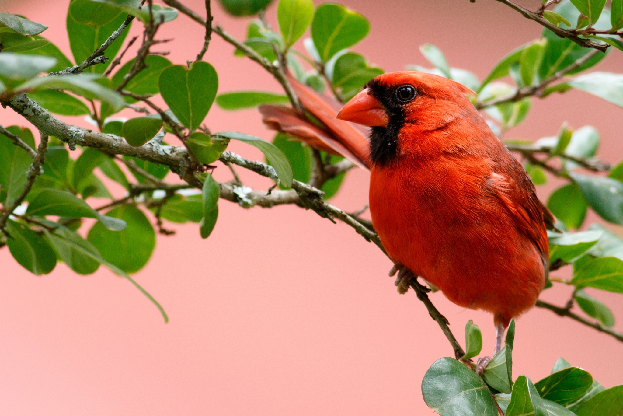 Download mobile wallpaper Birds, Bird, Branch, Animal, Cardinal for free.