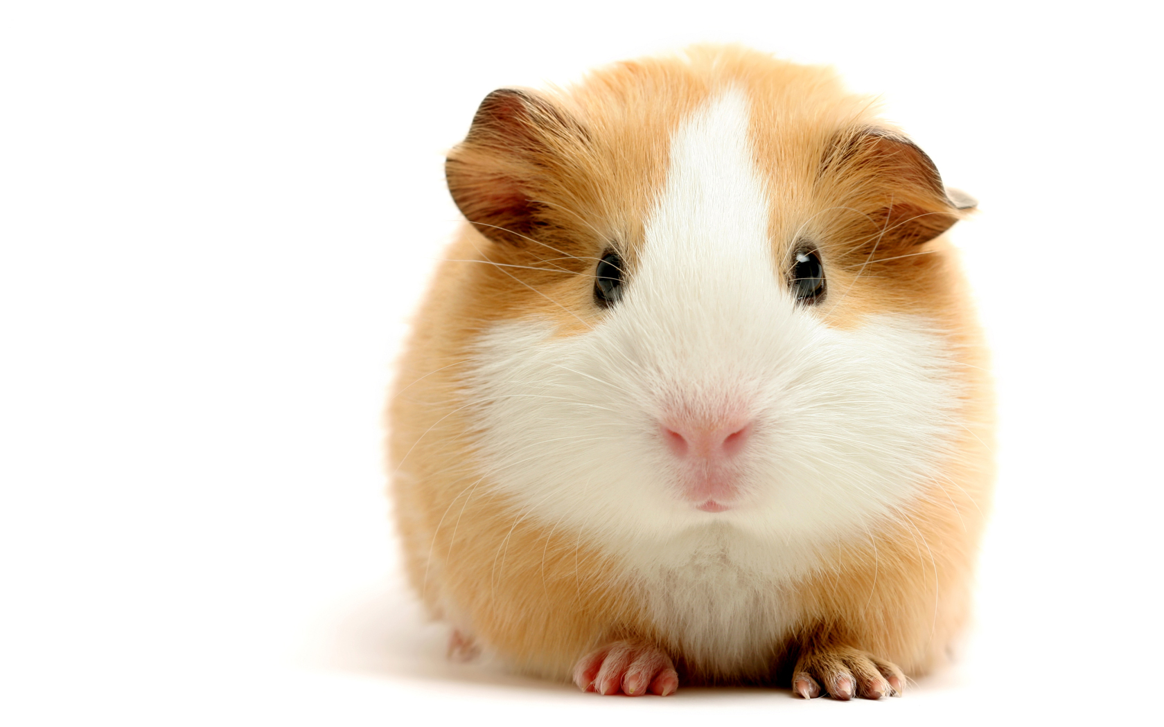 15951 descargar fondo de pantalla hamsters, animales, los roedores: protectores de pantalla e imágenes gratis