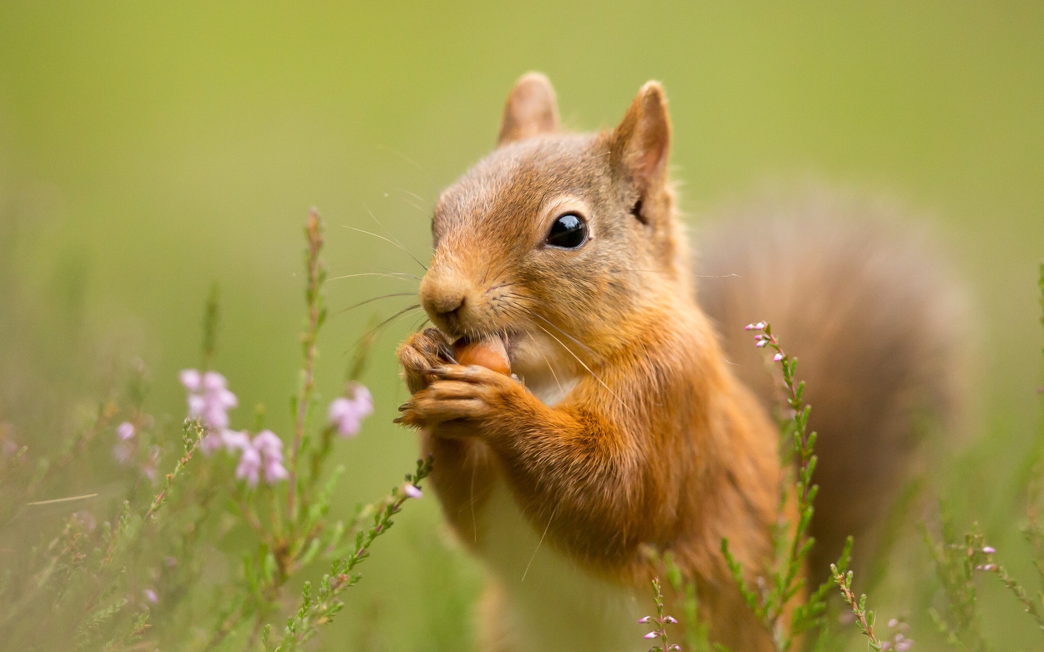 Download mobile wallpaper Squirrel, Close Up, Animal for free.