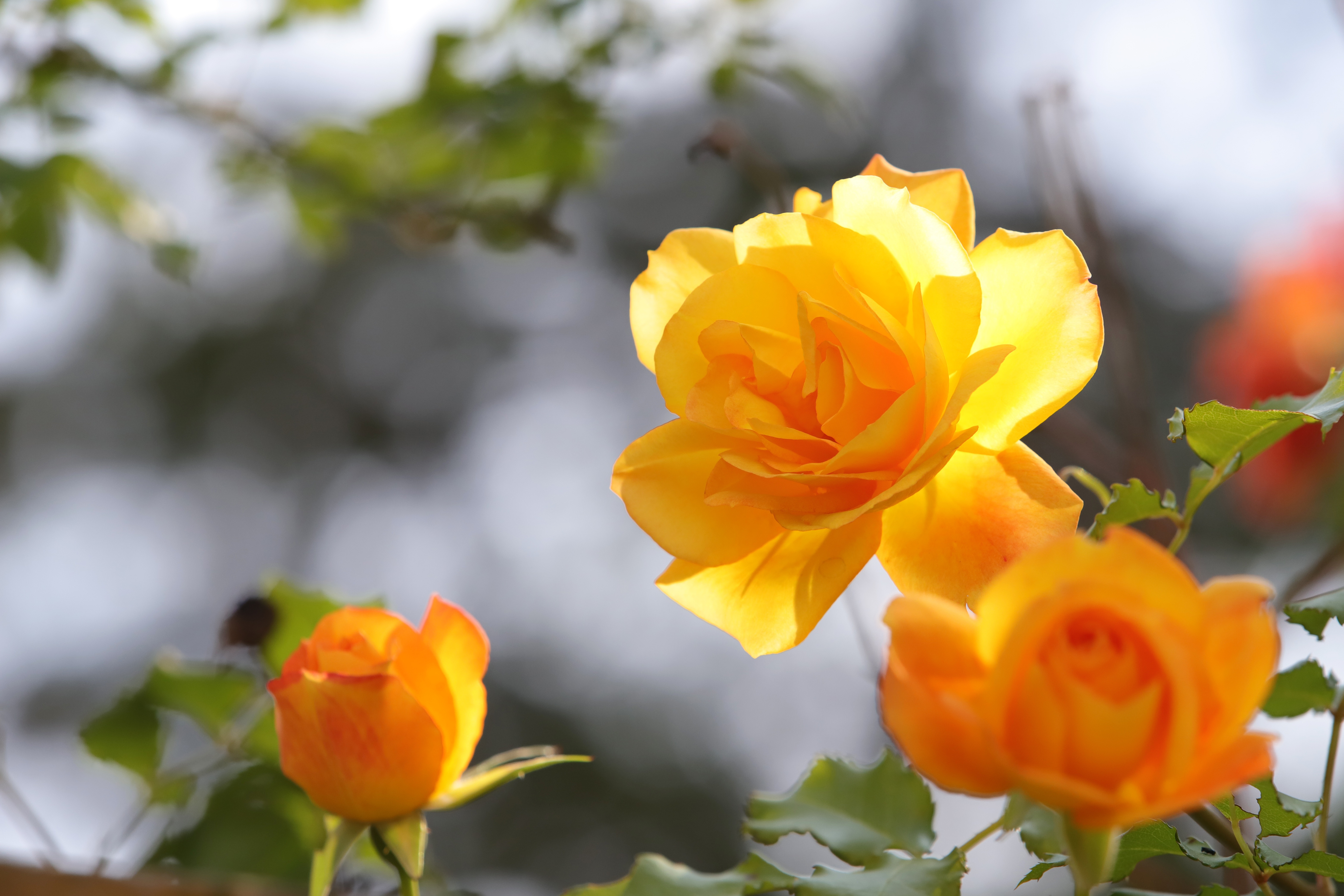 Download mobile wallpaper Rose, Earth, Yellow Rose, Yellow Flower for free.