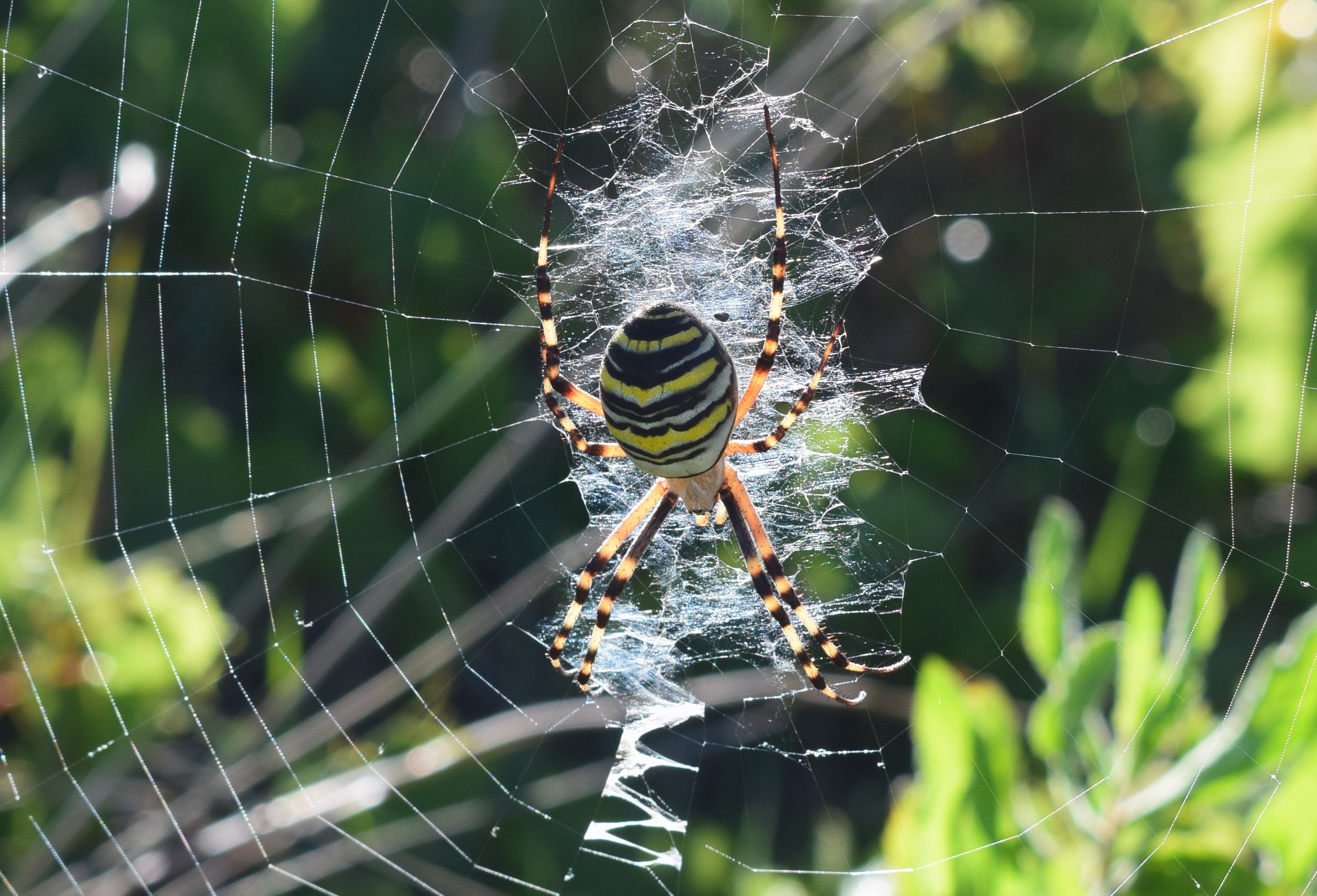 Download mobile wallpaper Spiders, Animal, Spider, Arachnid, Spider Web for free.