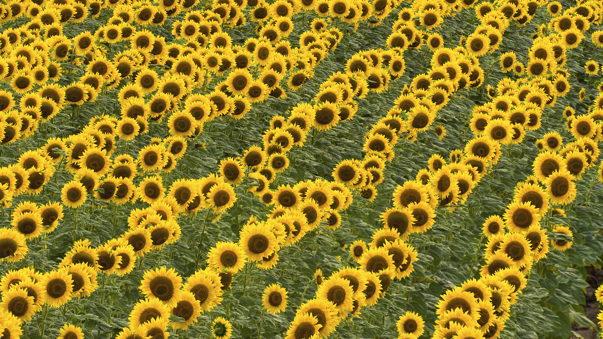 Download mobile wallpaper Sunflower, Flowers, Field, Nature, Flower, Earth for free.