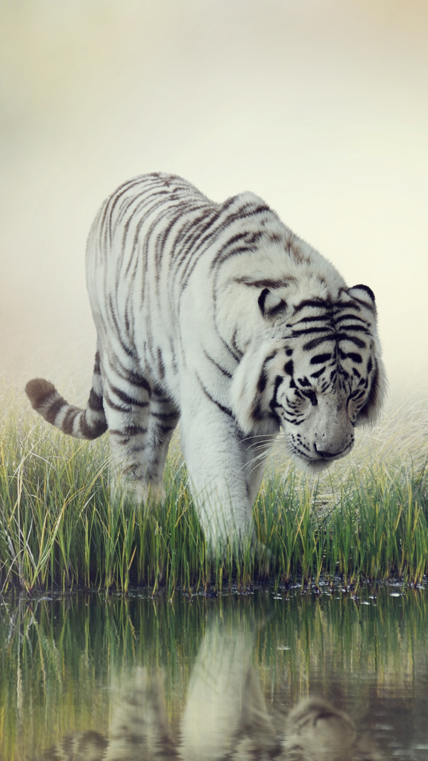 Handy-Wallpaper Tiere, Katzen, Tiger, Weißer Tiger, Spiegelung, Betrachtung kostenlos herunterladen.