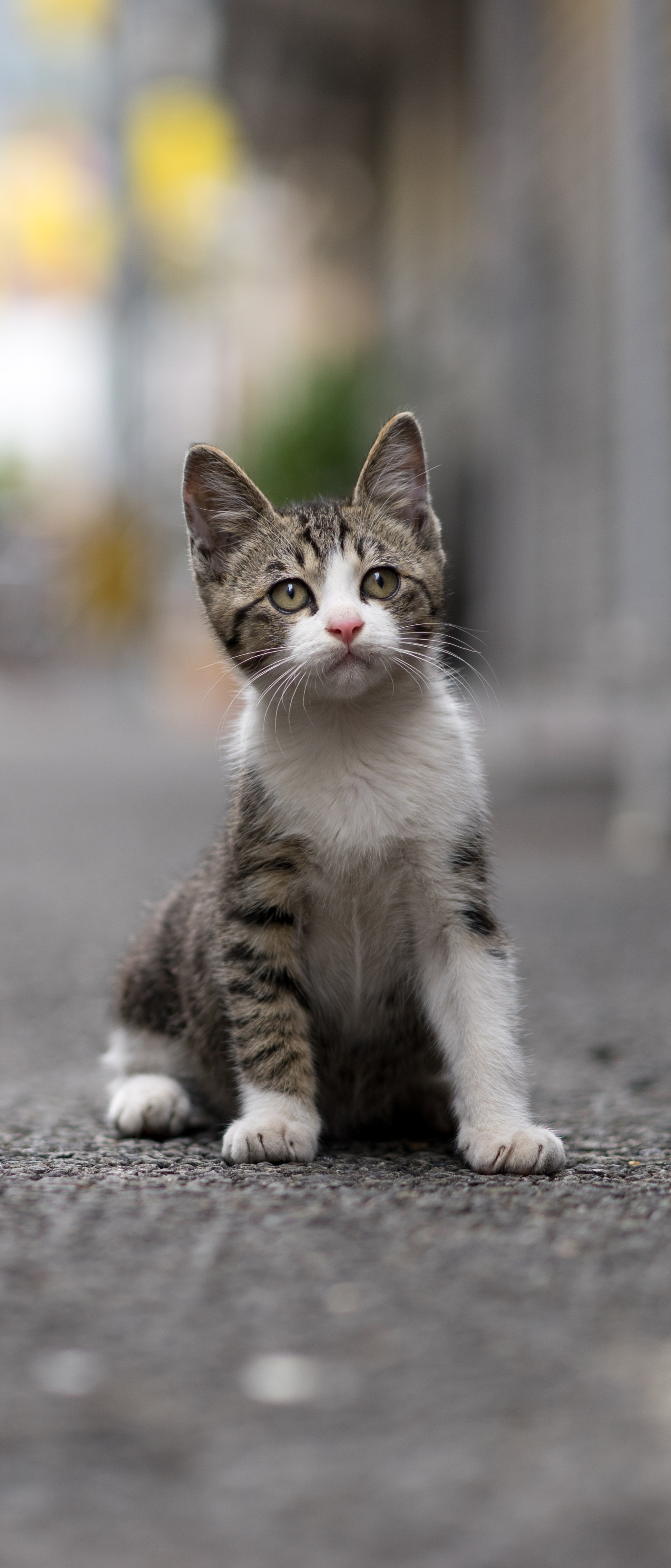 Baixar papel de parede para celular de Animais, Gatos, Gato, Gatinho, Animal Bebê gratuito.