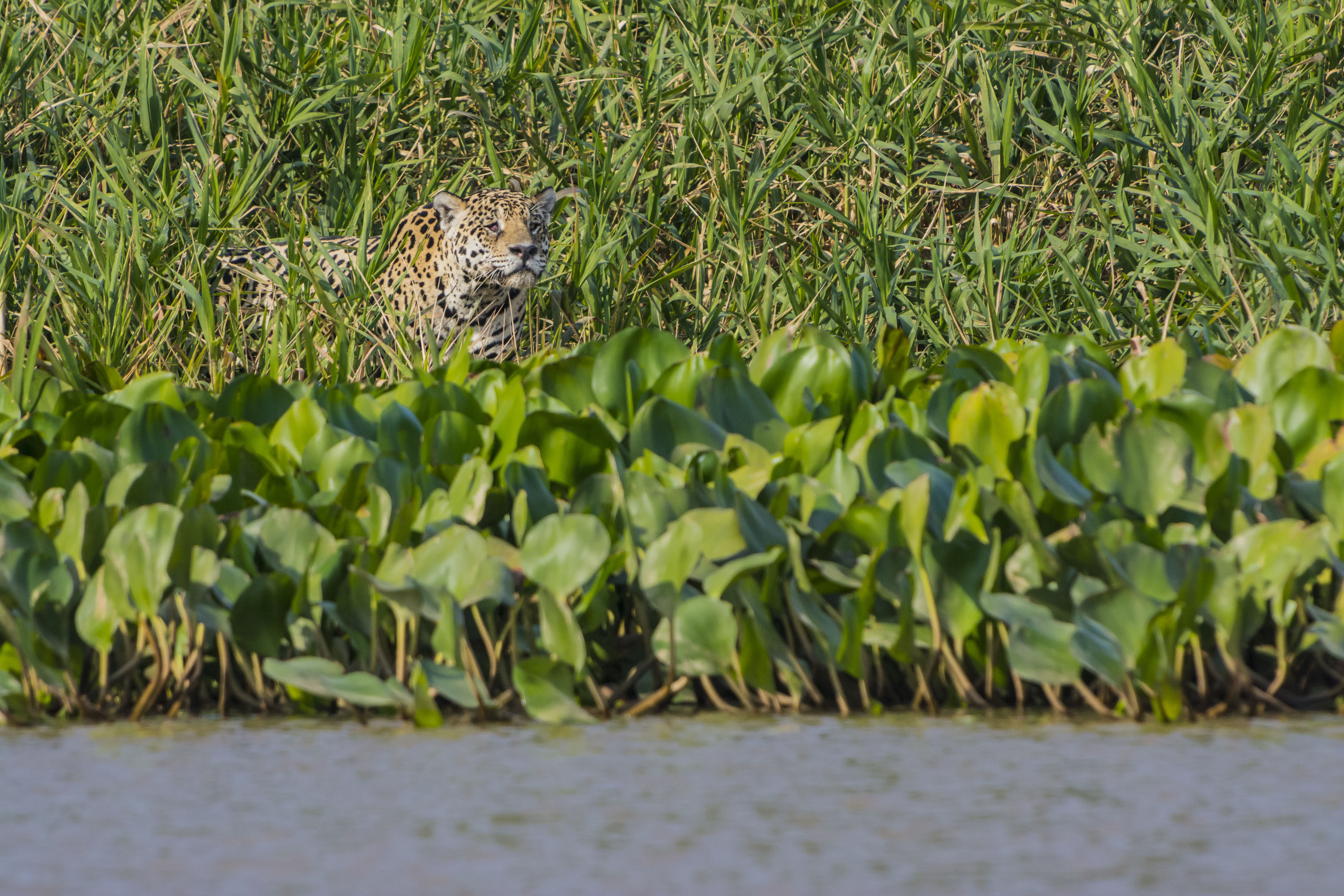 Free download wallpaper Jaguar, Animal on your PC desktop