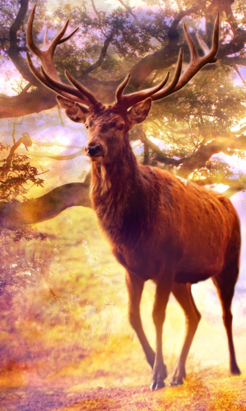 animal, deer, stag HD wallpaper
