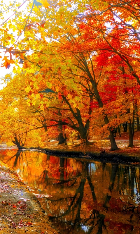 Скачать картинку Река, Осень, Лес, Парк, Дерево, Земля, Падать, Земля/природа в телефон бесплатно.