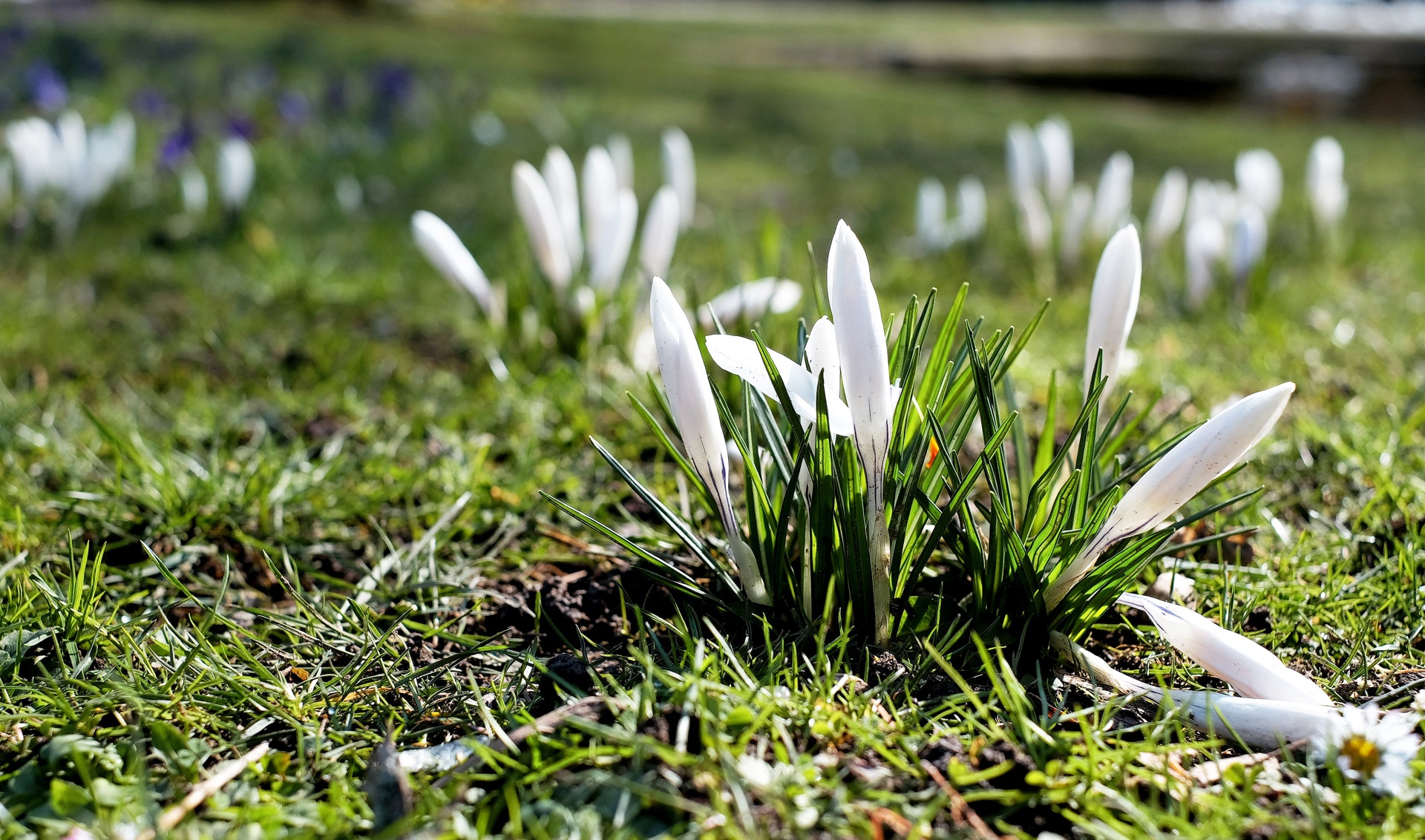 Download mobile wallpaper Nature, Flowers, Grass, Earth, Crocus, White Flower for free.