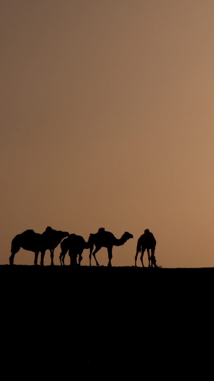 Скачать картинку Песок, Пустыня, Верблюды, Силуэт, Сахара, Африка, Фотографии, Верблюд, Караван, Алжир в телефон бесплатно.