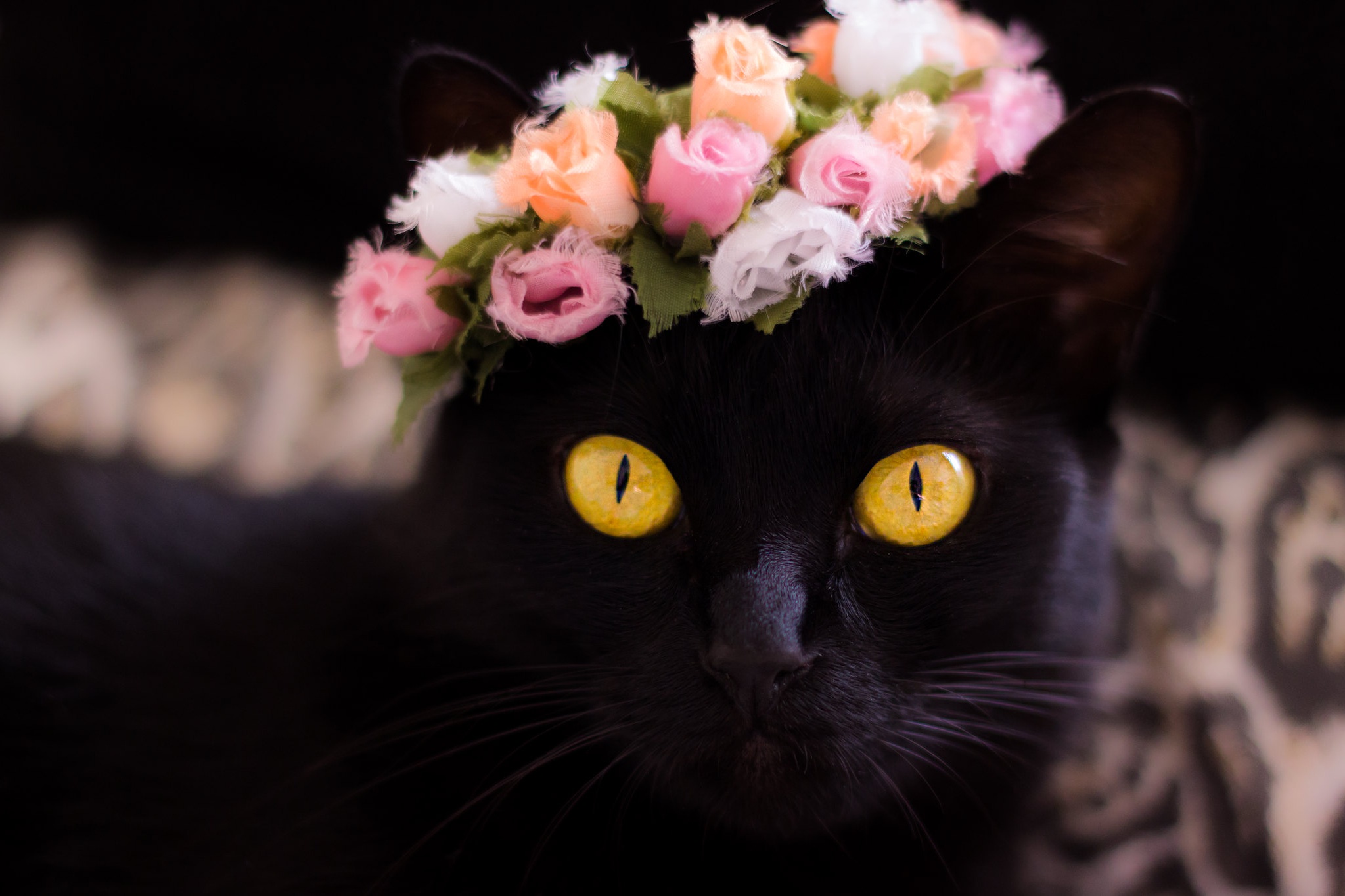 Baixe gratuitamente a imagem Animais, Gatos, Flor, Gato, Olhar Fixamente na área de trabalho do seu PC