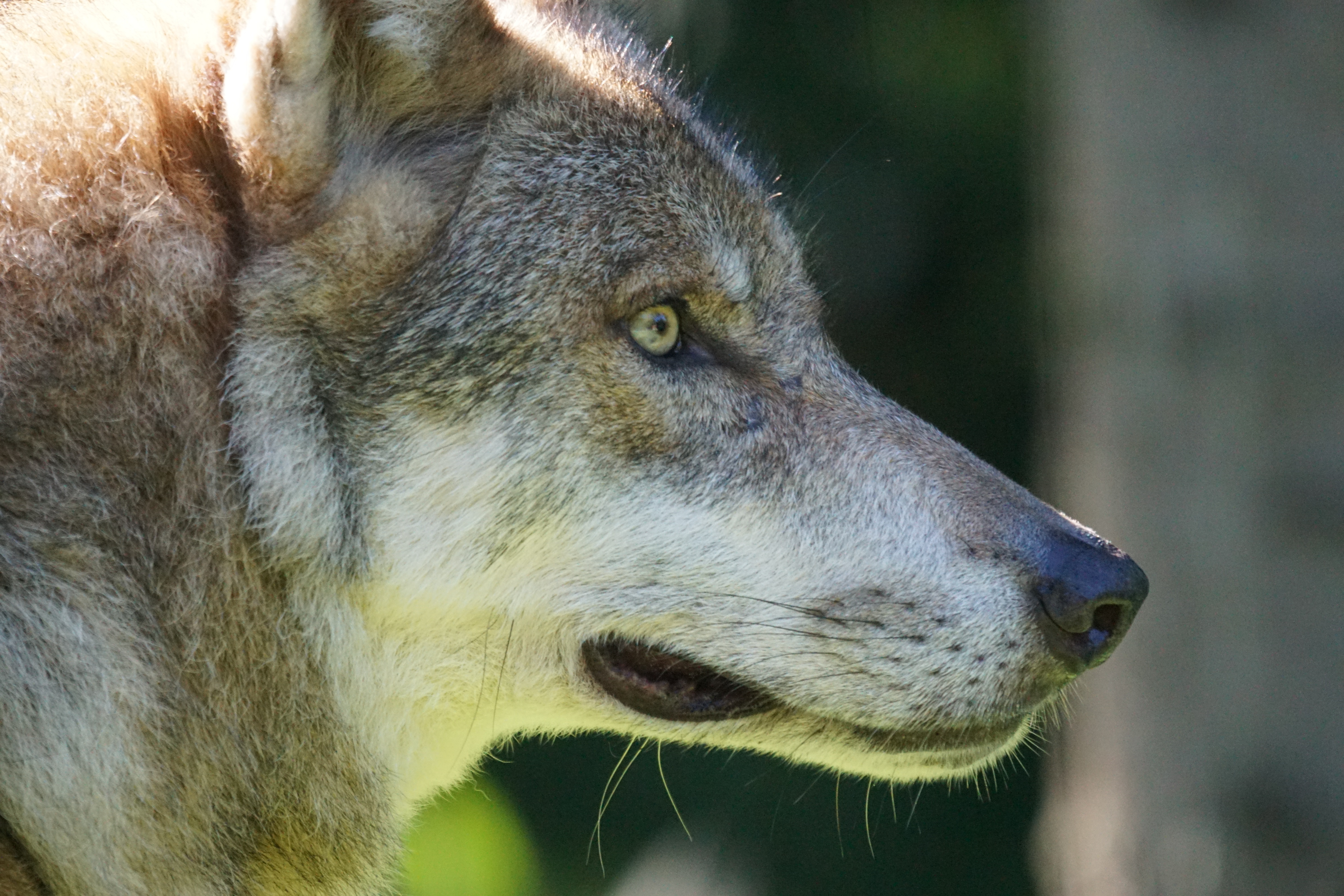 Descarga gratis la imagen Animales, Bozal, Lobo, Wolves en el escritorio de tu PC