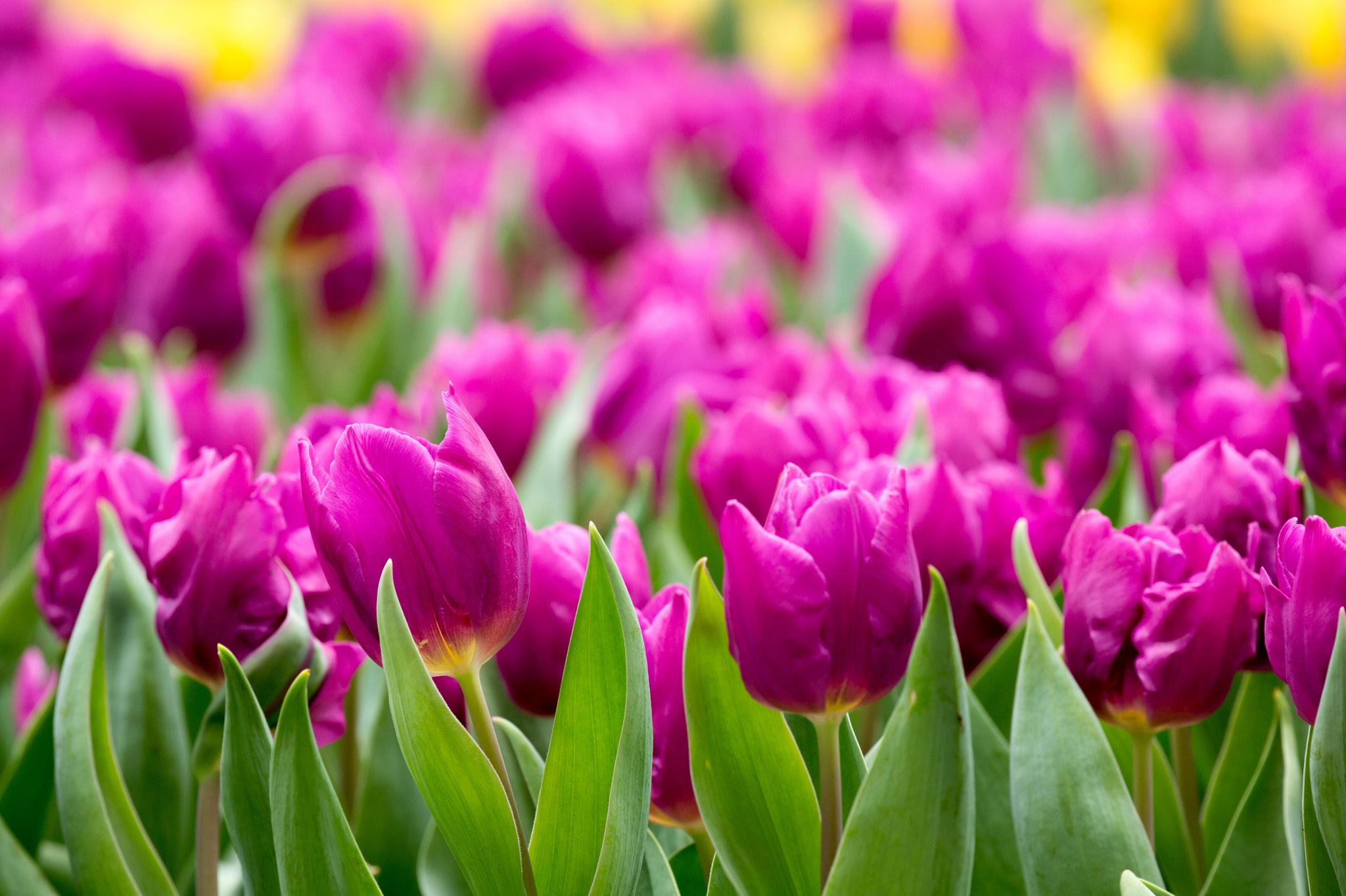 Скачати мобільні шпалери Природа, Квітка, Земля, Тюльпан, Фіолетова Квітка, Флауерзи безкоштовно.