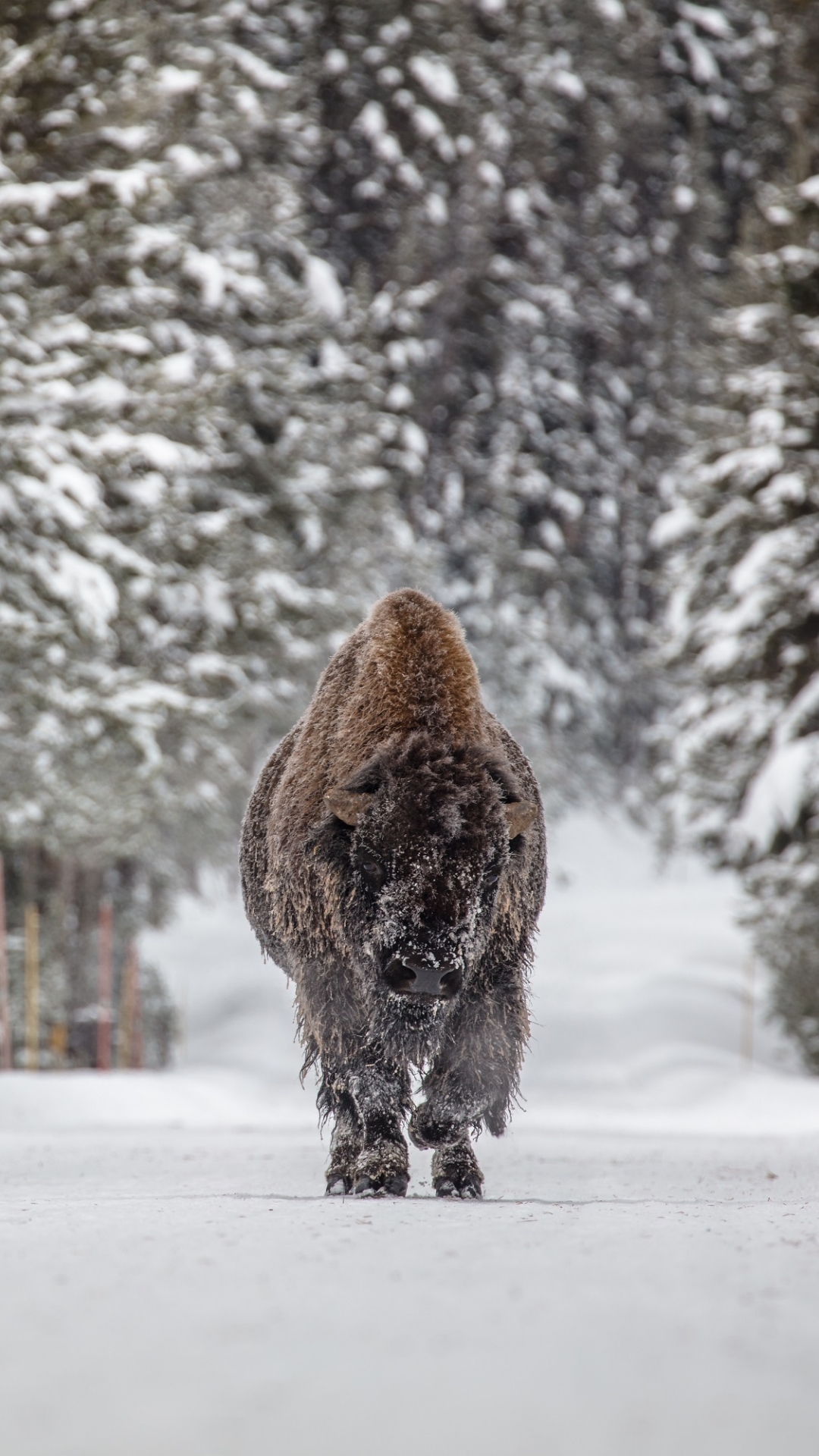 Download mobile wallpaper Winter, Snow, Animal, American Bison for free.