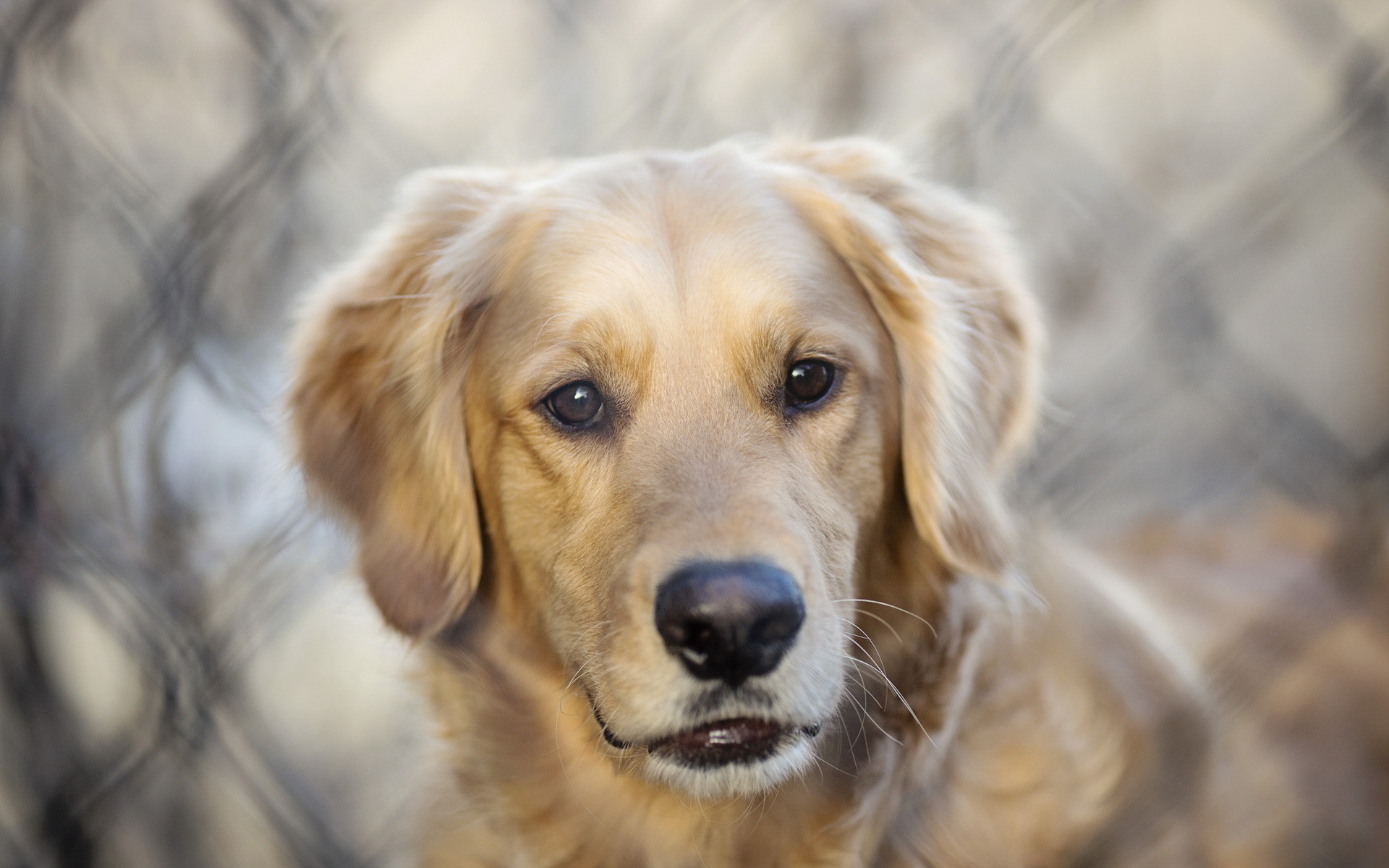 無料モバイル壁紙犬, 動物をダウンロードします。