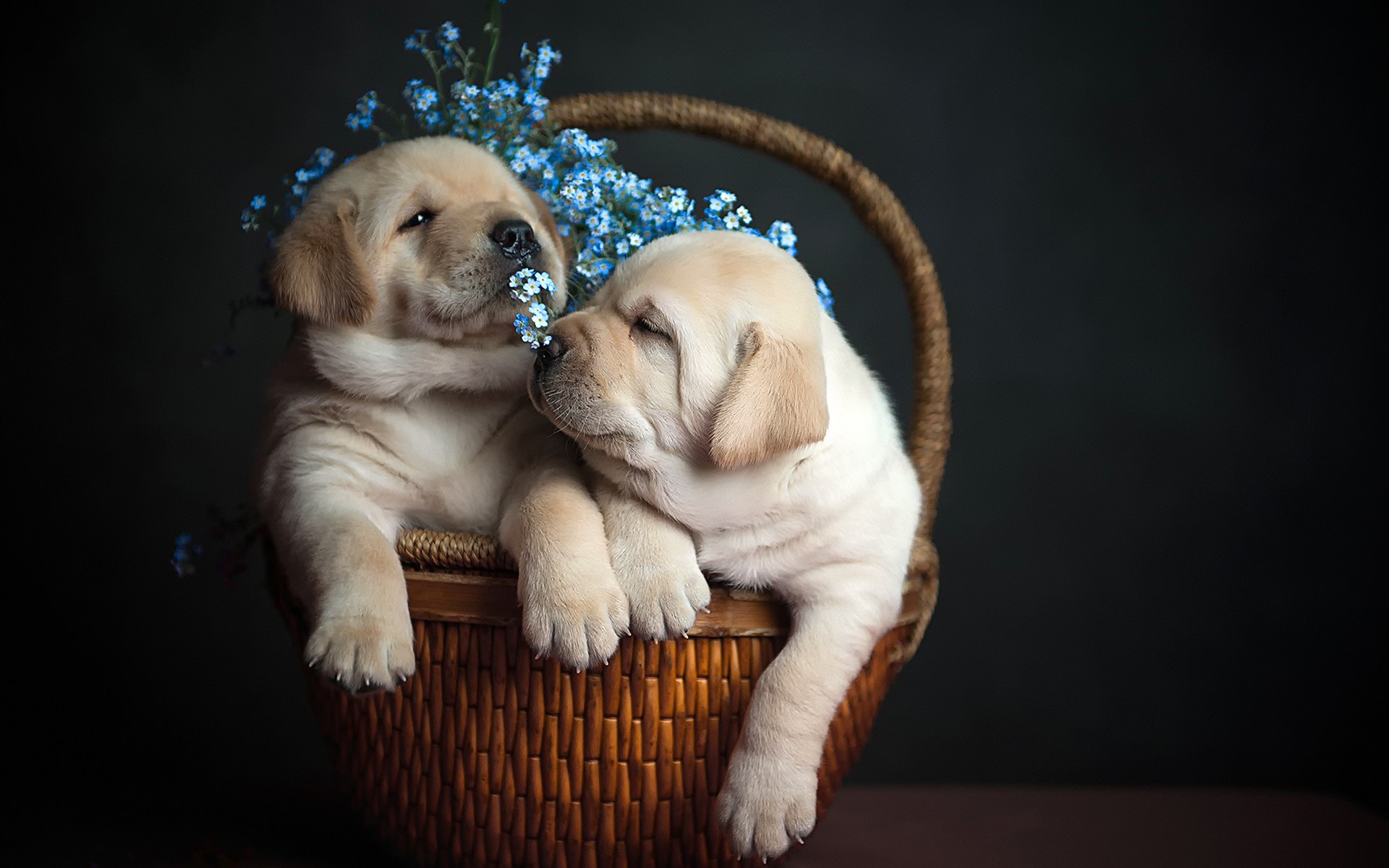 Téléchargez des papiers peints mobile Chiot, Chiens, Animaux gratuitement.