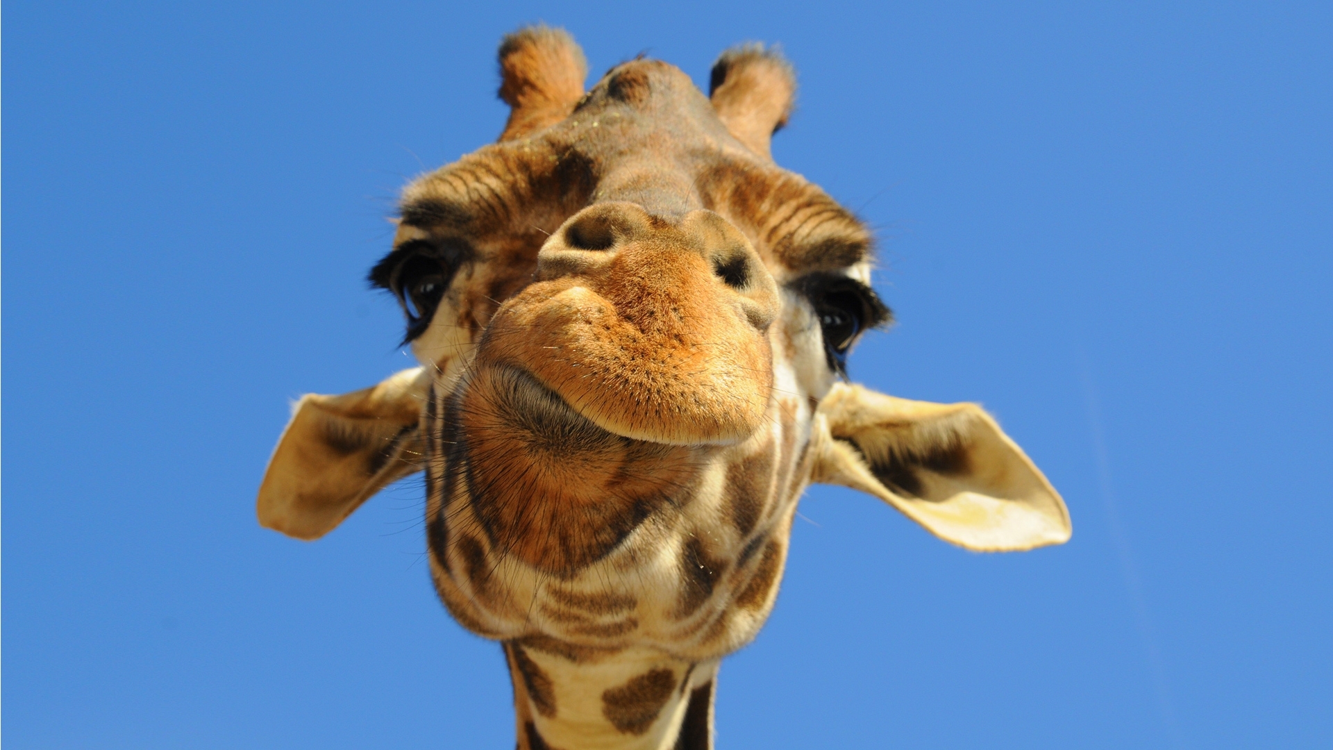 900 descargar imagen divertido, animales, jirafas: fondos de pantalla y protectores de pantalla gratis