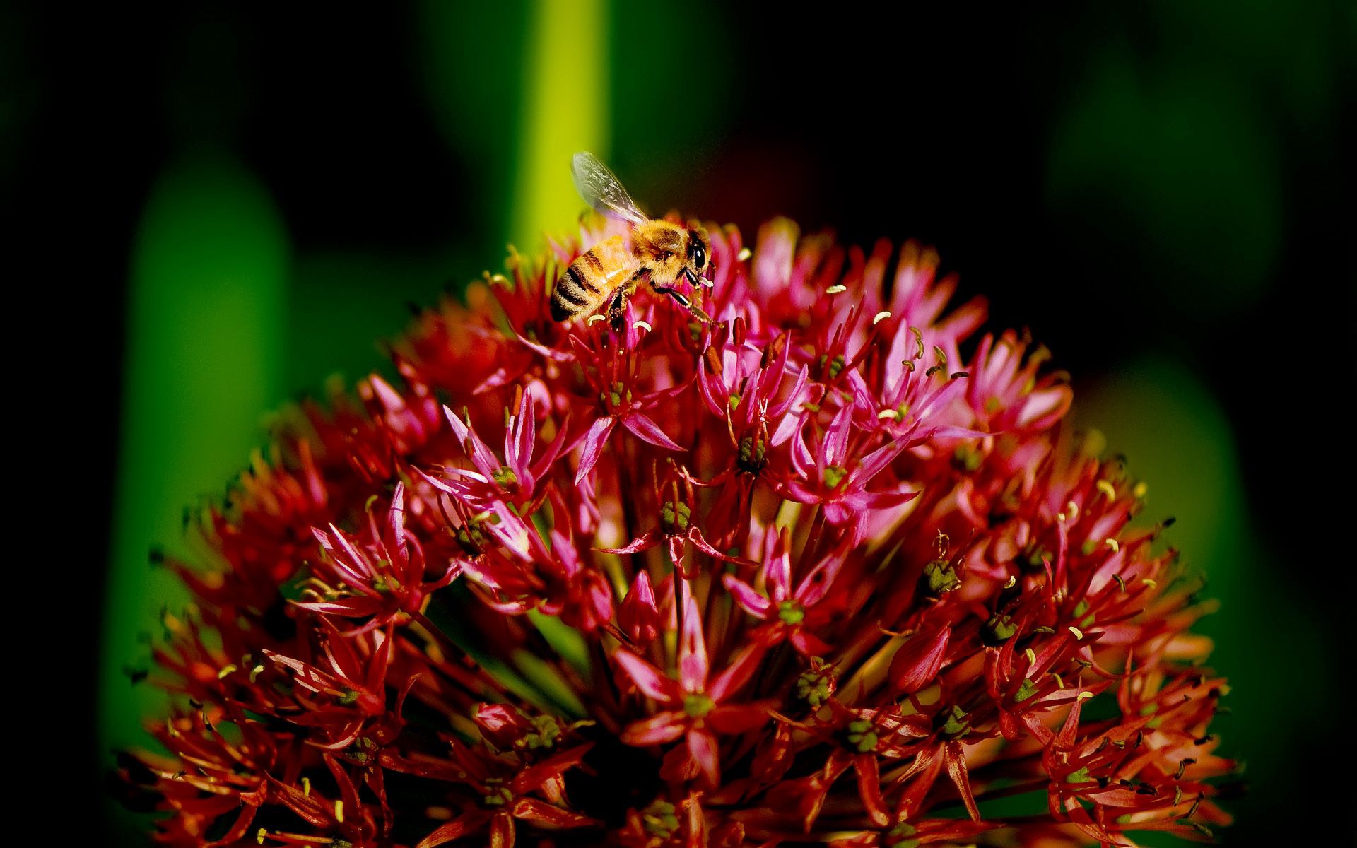 Free download wallpaper Macro, Bee, Flower, Plant, Dark on your PC desktop