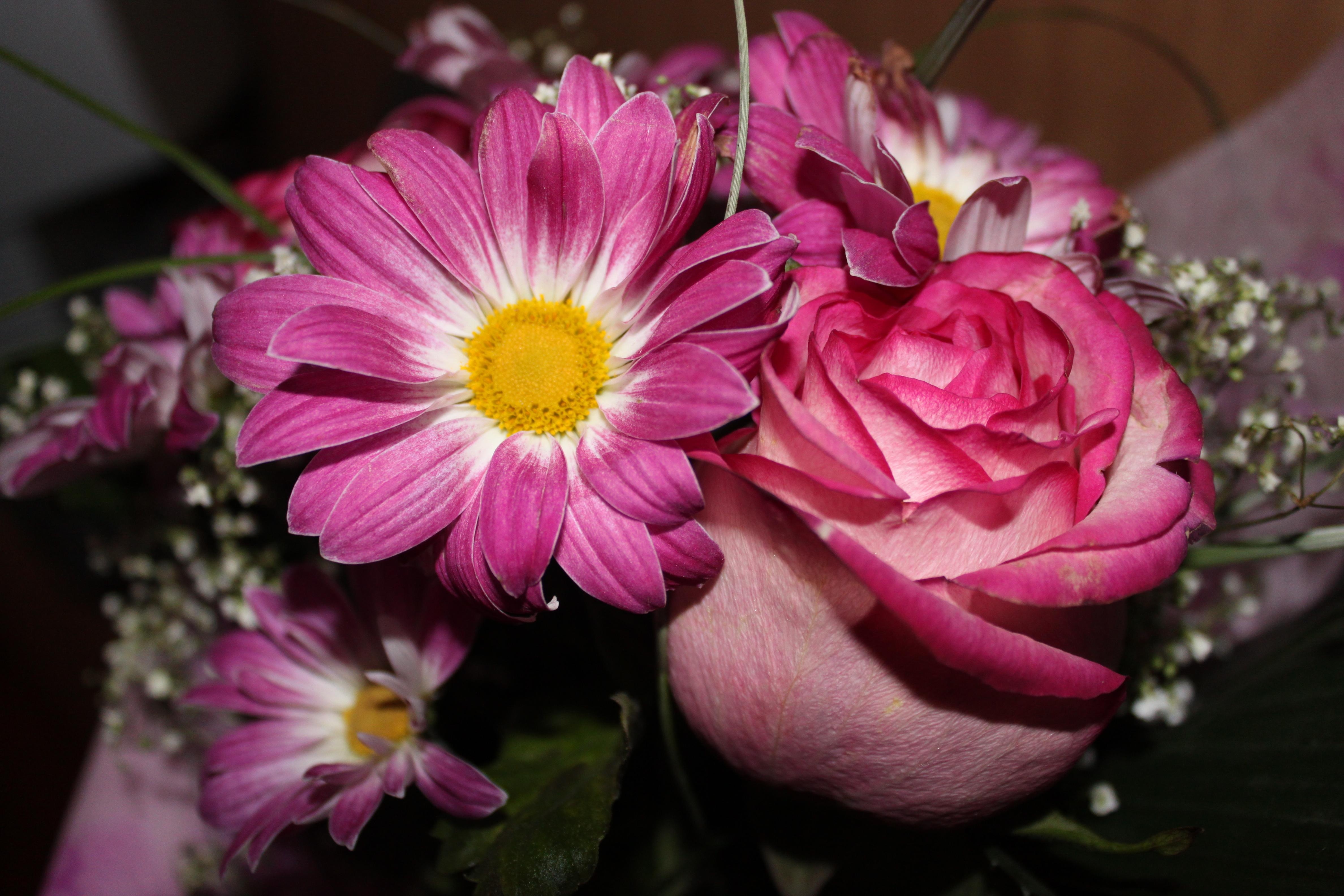 flowers, rose flower, rose, close up, bouquet, gypsophilus, gipsophile