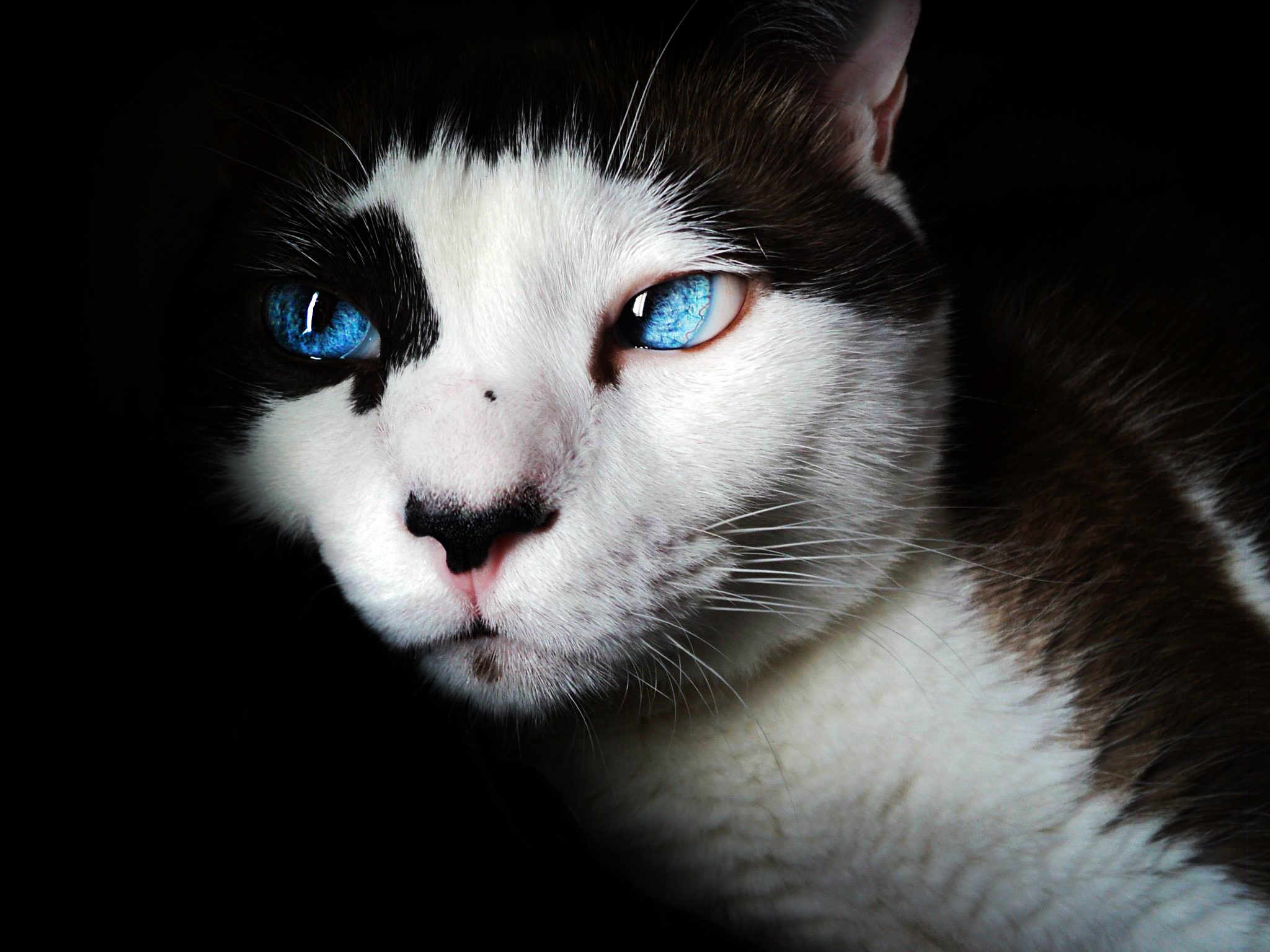 Descarga gratuita de fondo de pantalla para móvil de Animales, Gatos, Gato, Ojos Azules.