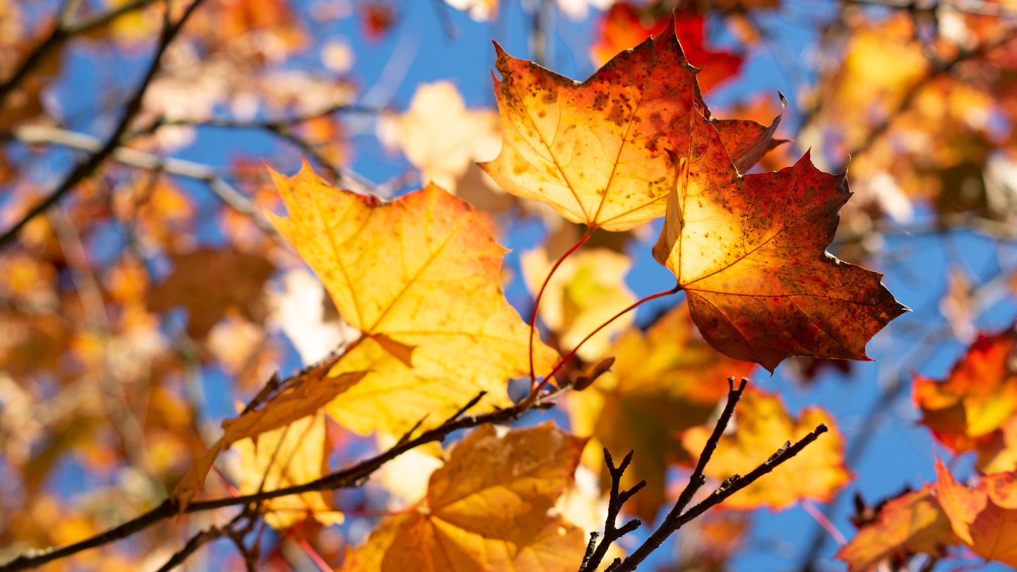 Free download wallpaper Nature, Leaf, Fall, Earth on your PC desktop