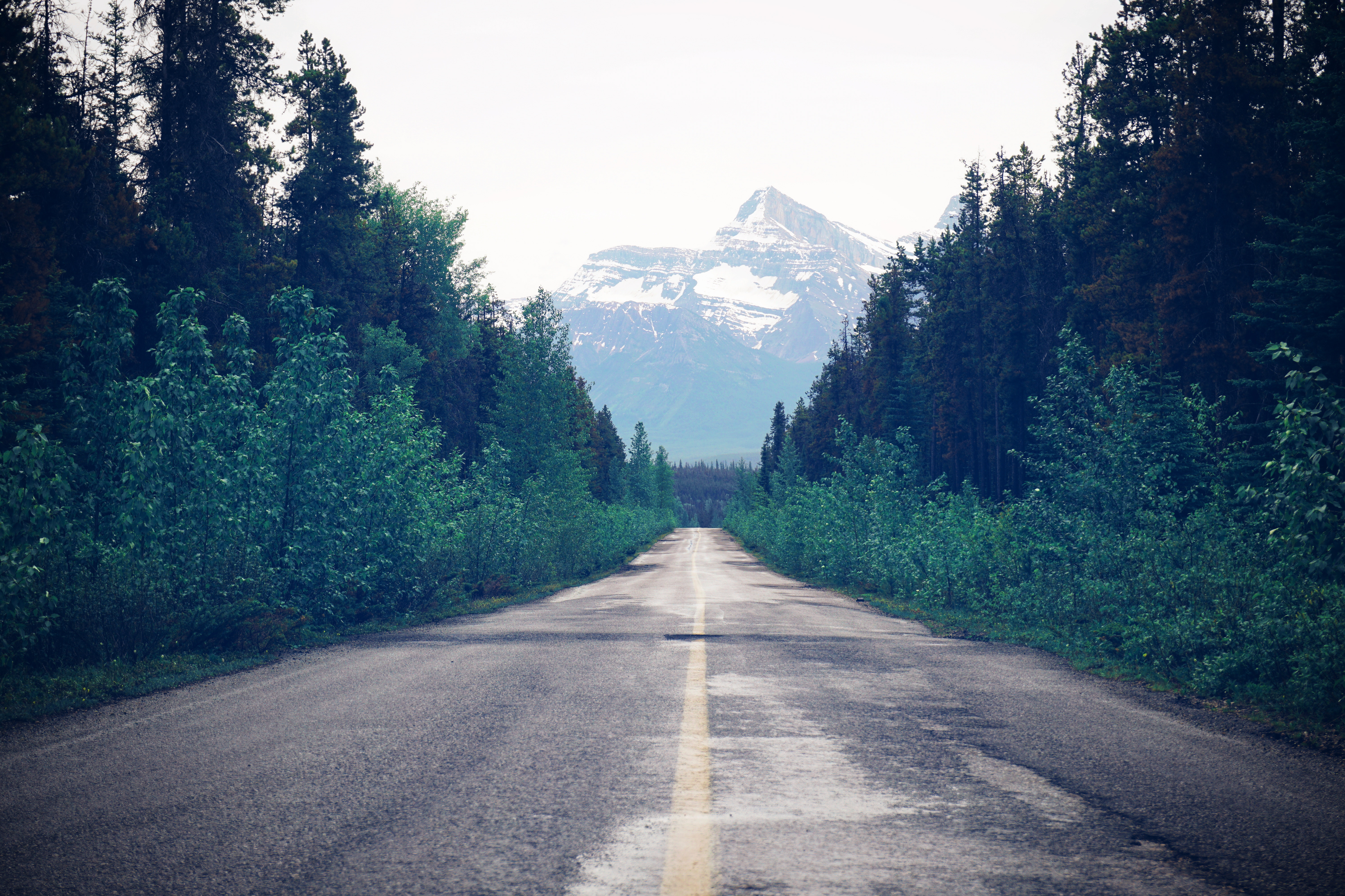 Free download wallpaper Trees, Road, Markup, Nature, Forest on your PC desktop