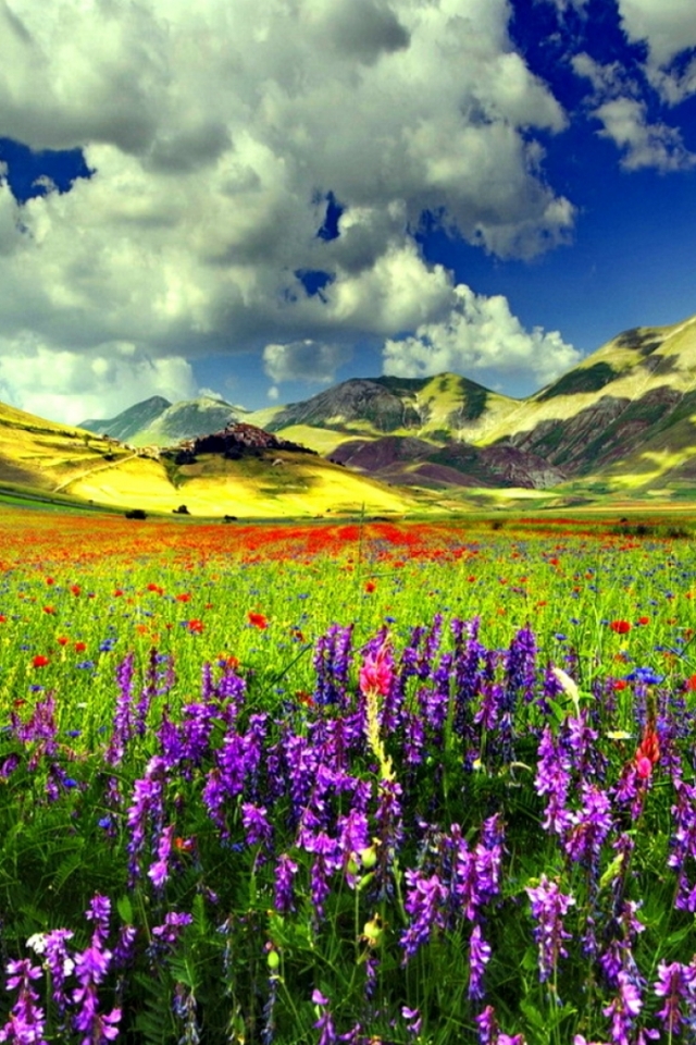 Download mobile wallpaper Flower, Earth, Field, Colorful, Spring for free.