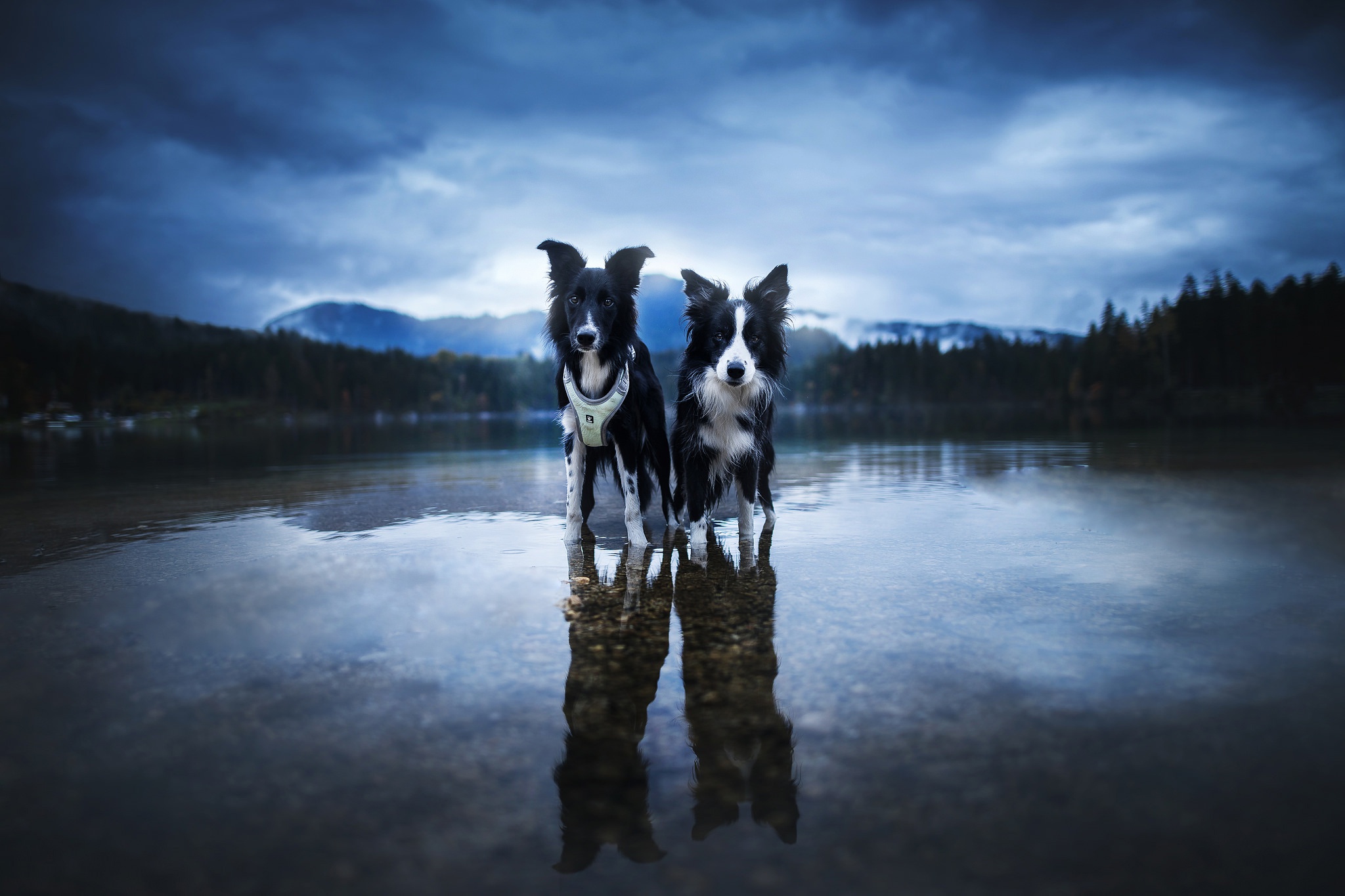 Download mobile wallpaper Dogs, Reflection, Dog, Animal, Border Collie for free.