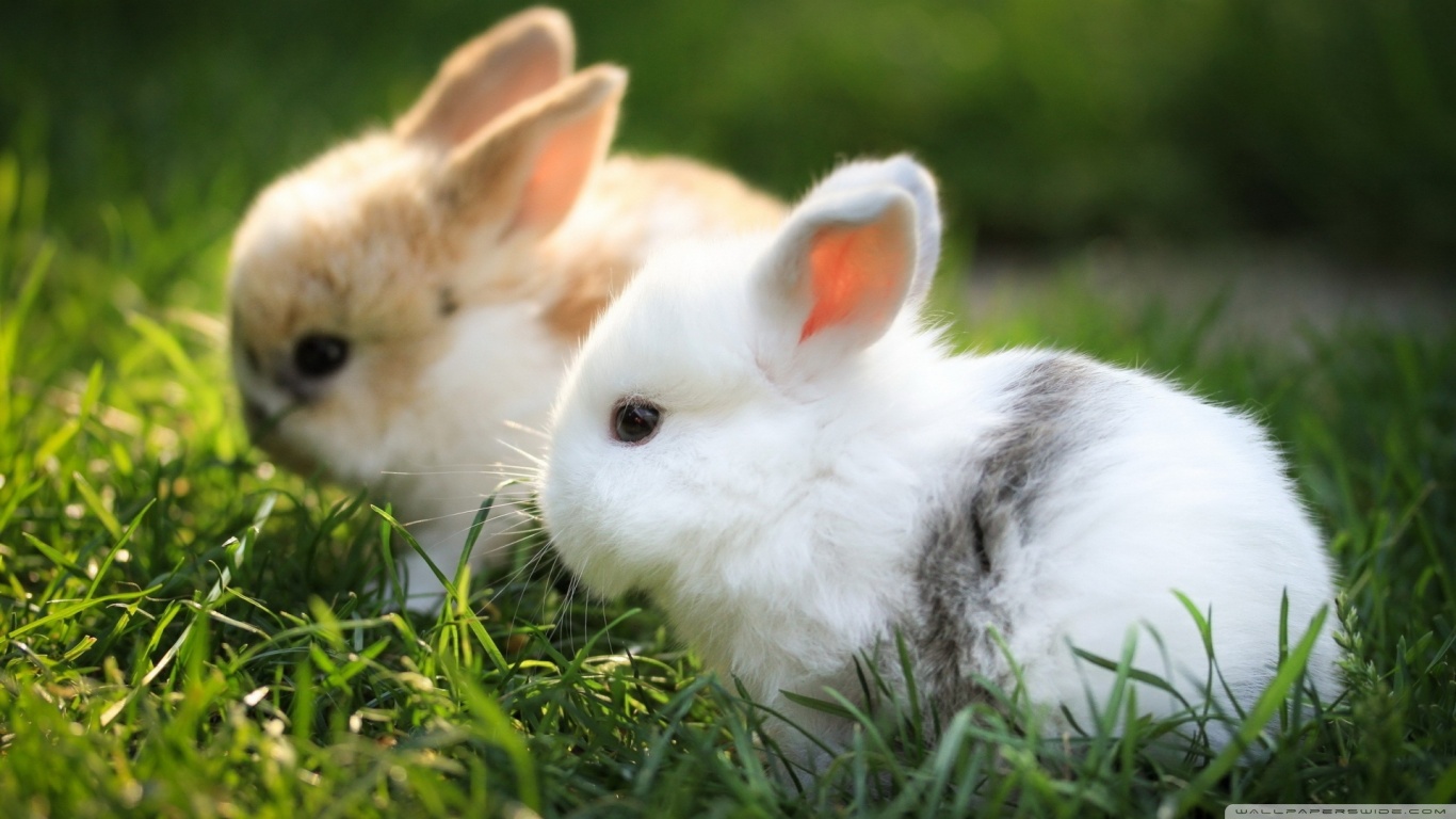rabbit, animal HD for desktop 1080p
