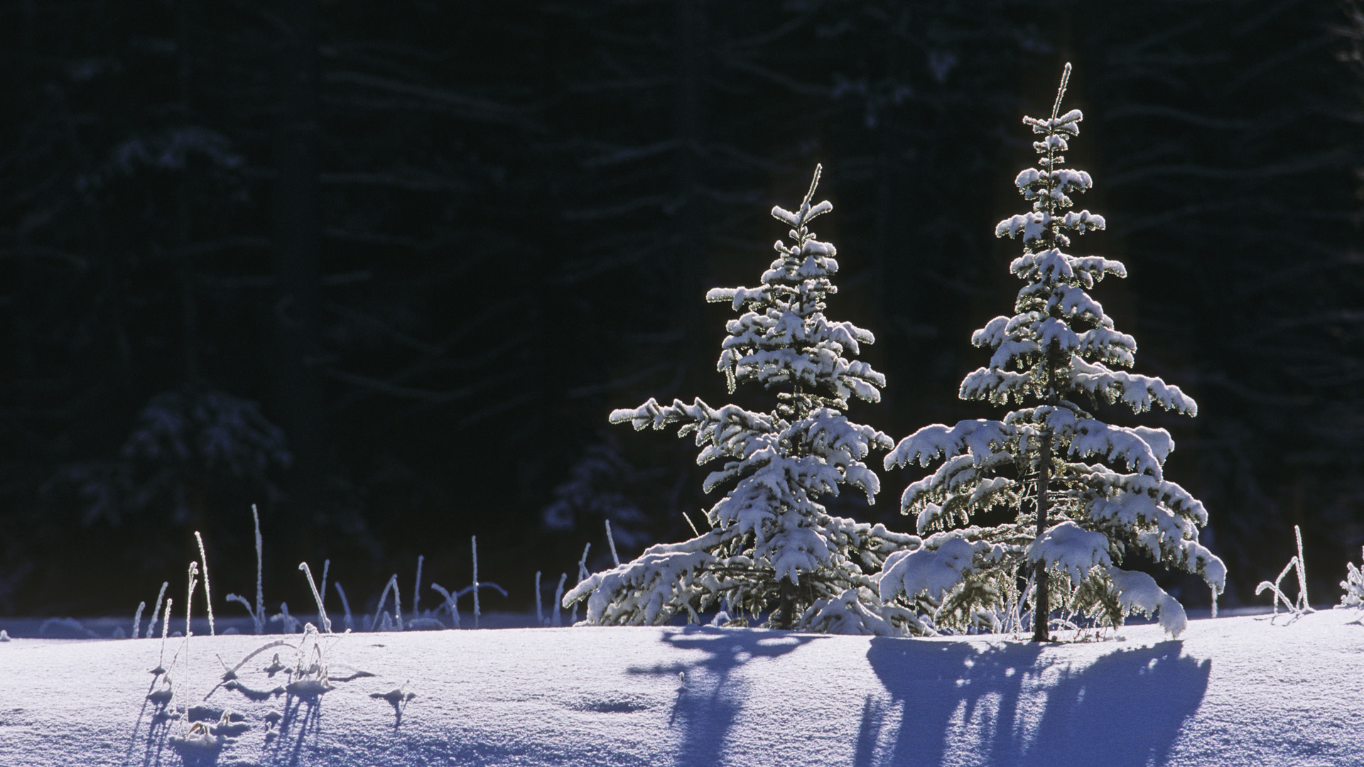 24535 Bild herunterladen landschaft, winter, schnee, tannenbaum, schwarz - Hintergrundbilder und Bildschirmschoner kostenlos