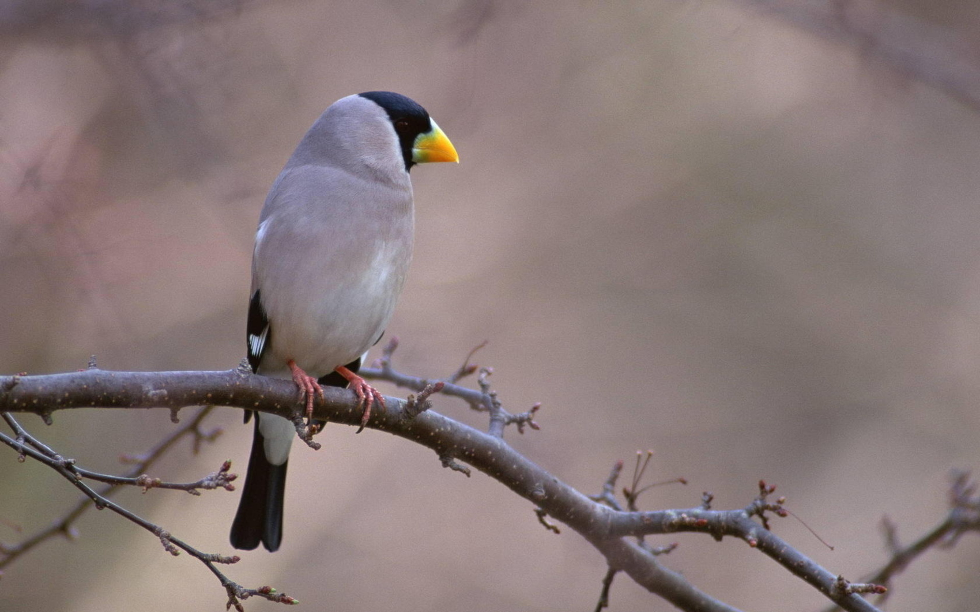 PCデスクトップに鳥, 動物画像を無料でダウンロード