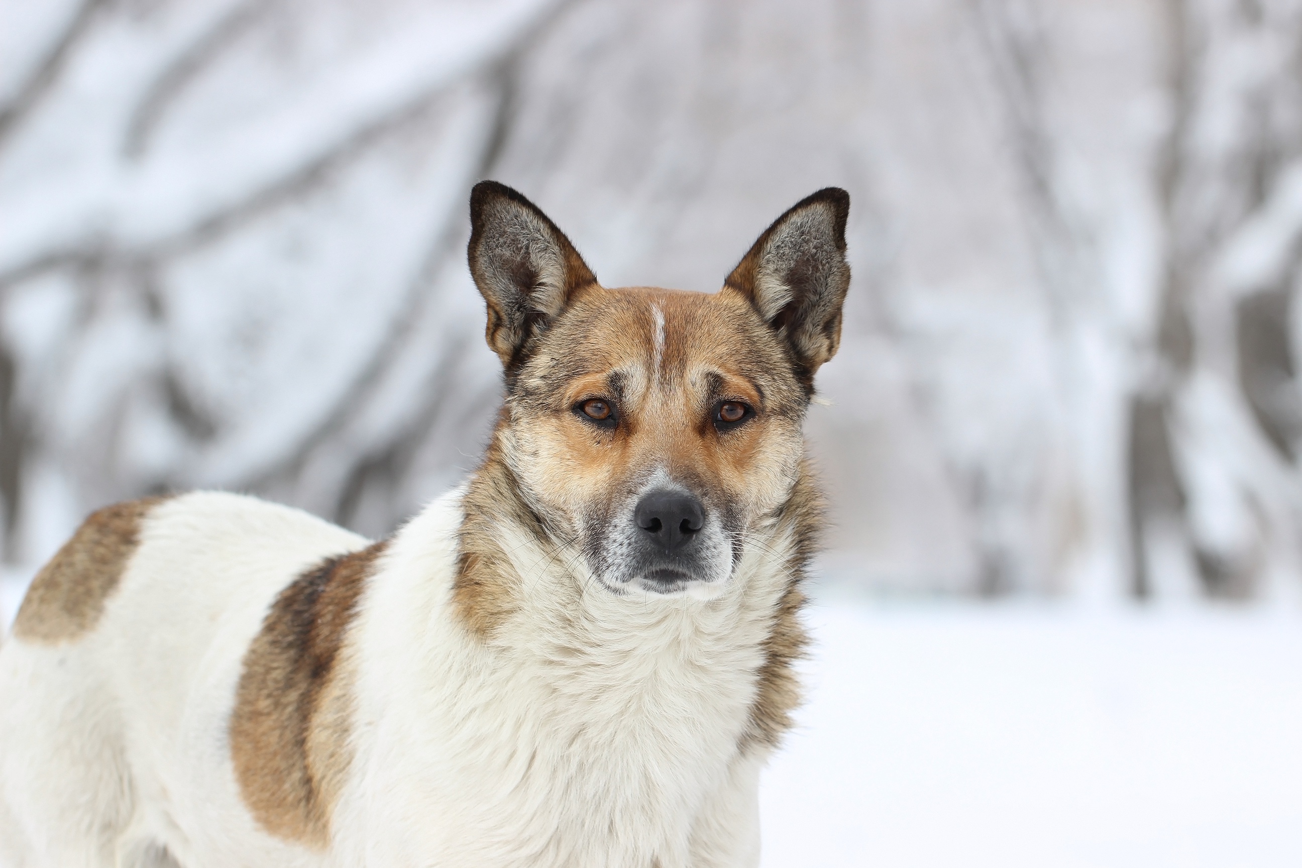 Laden Sie das Tiere, Hunde, Hund, Starren, Tiefenschärfe-Bild kostenlos auf Ihren PC-Desktop herunter