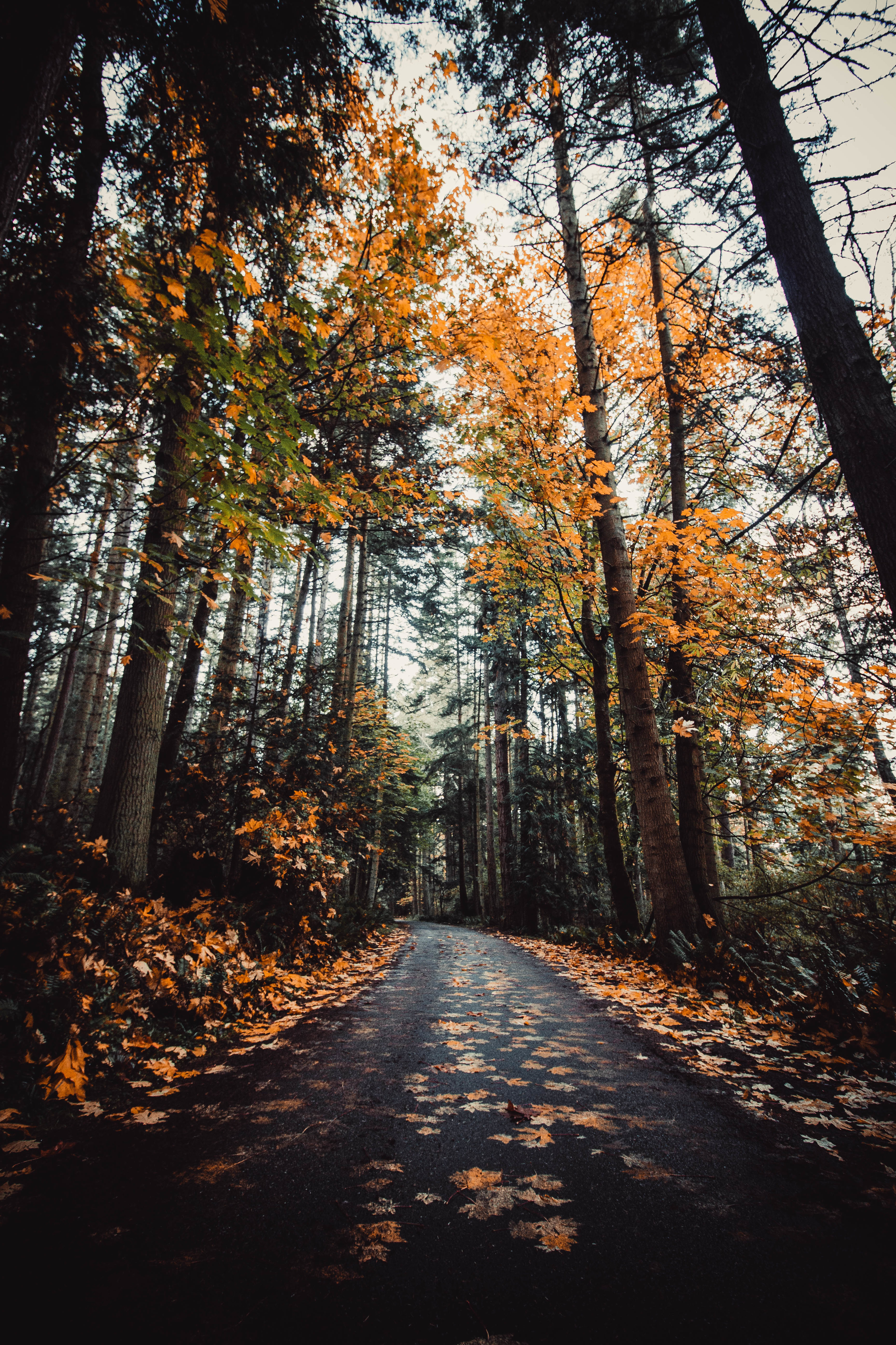 Laden Sie das Natur, Bäume, Straße, Gasse, Herbst-Bild kostenlos auf Ihren PC-Desktop herunter