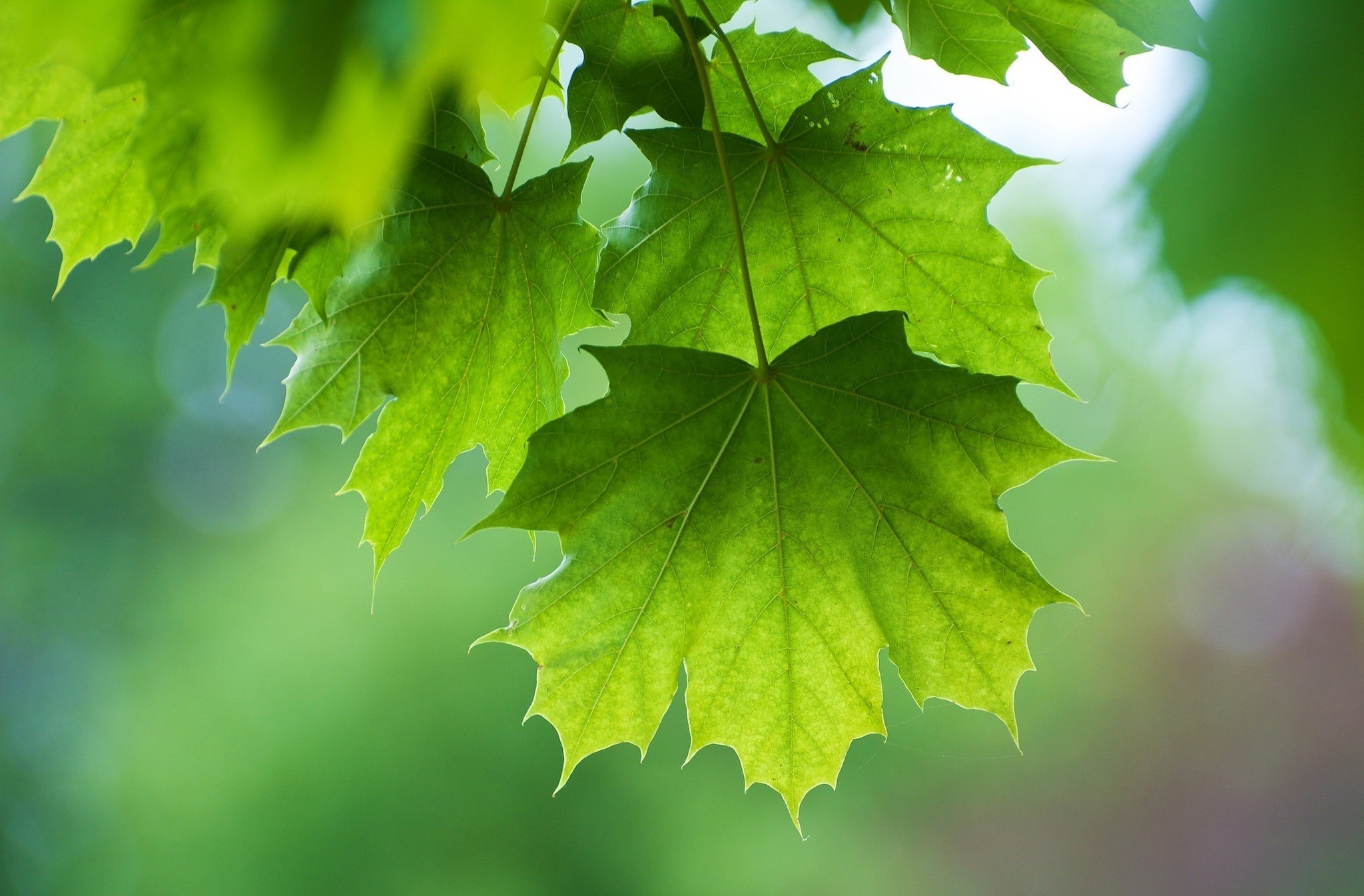 Download mobile wallpaper Macro, Leaf, Earth for free.