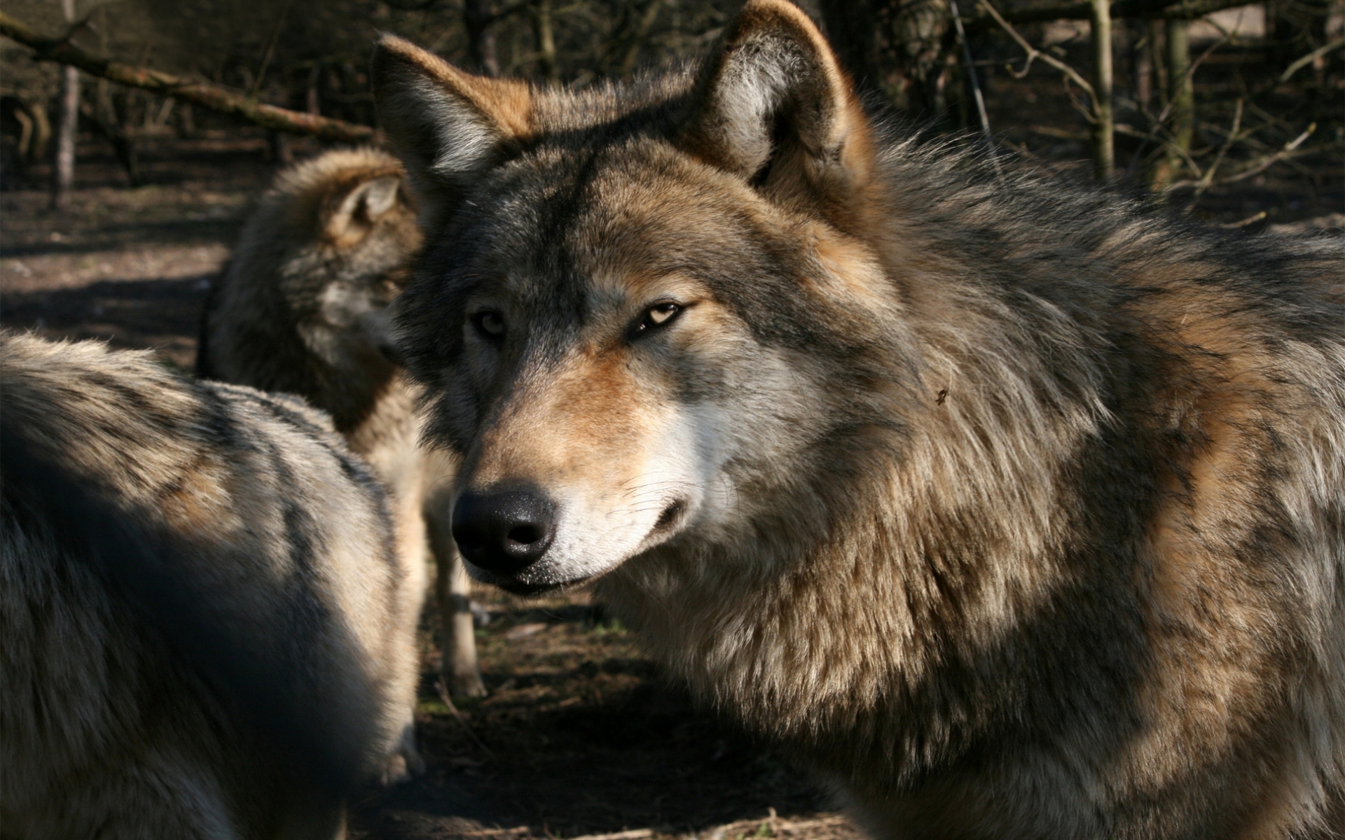 Laden Sie das Tiere, Wölfe-Bild kostenlos auf Ihren PC-Desktop herunter