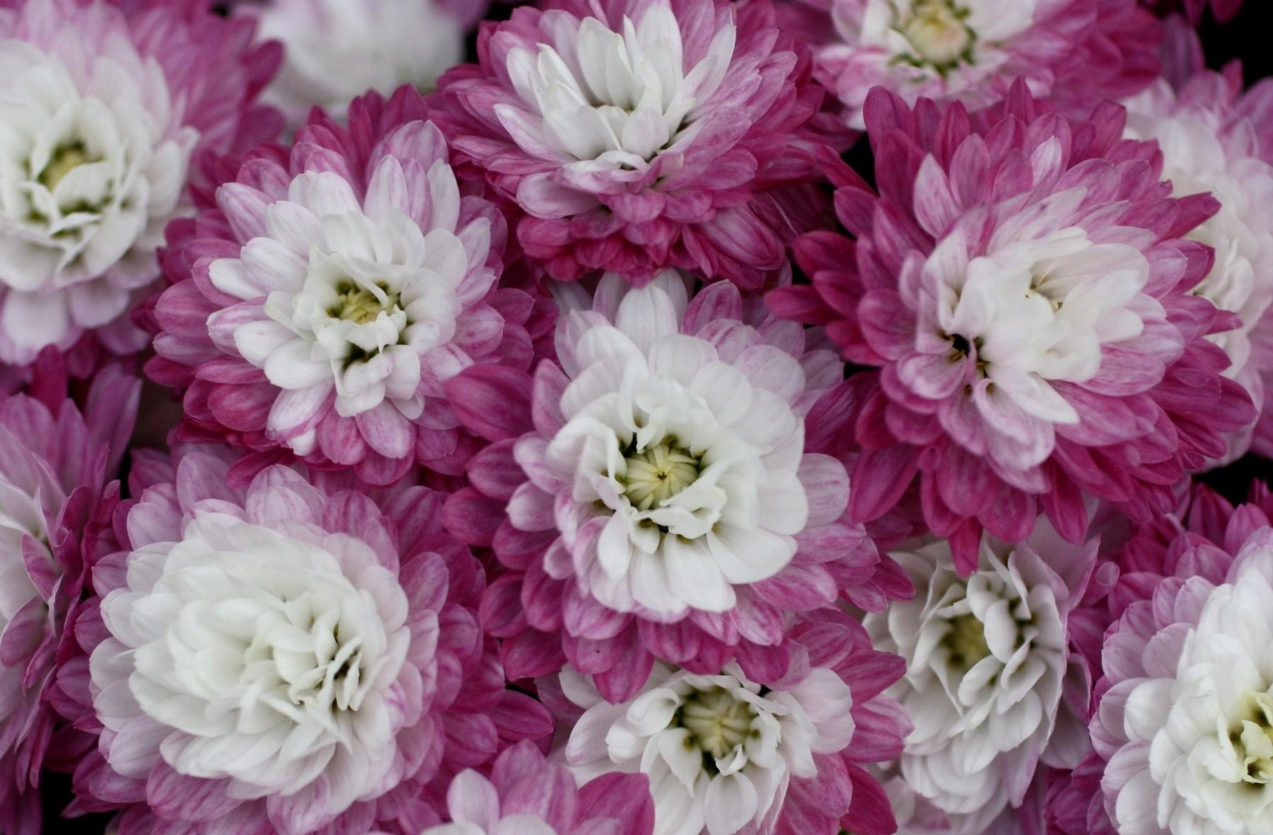 petals, flowers, chrysanthemum, close up, bicolor, two colored