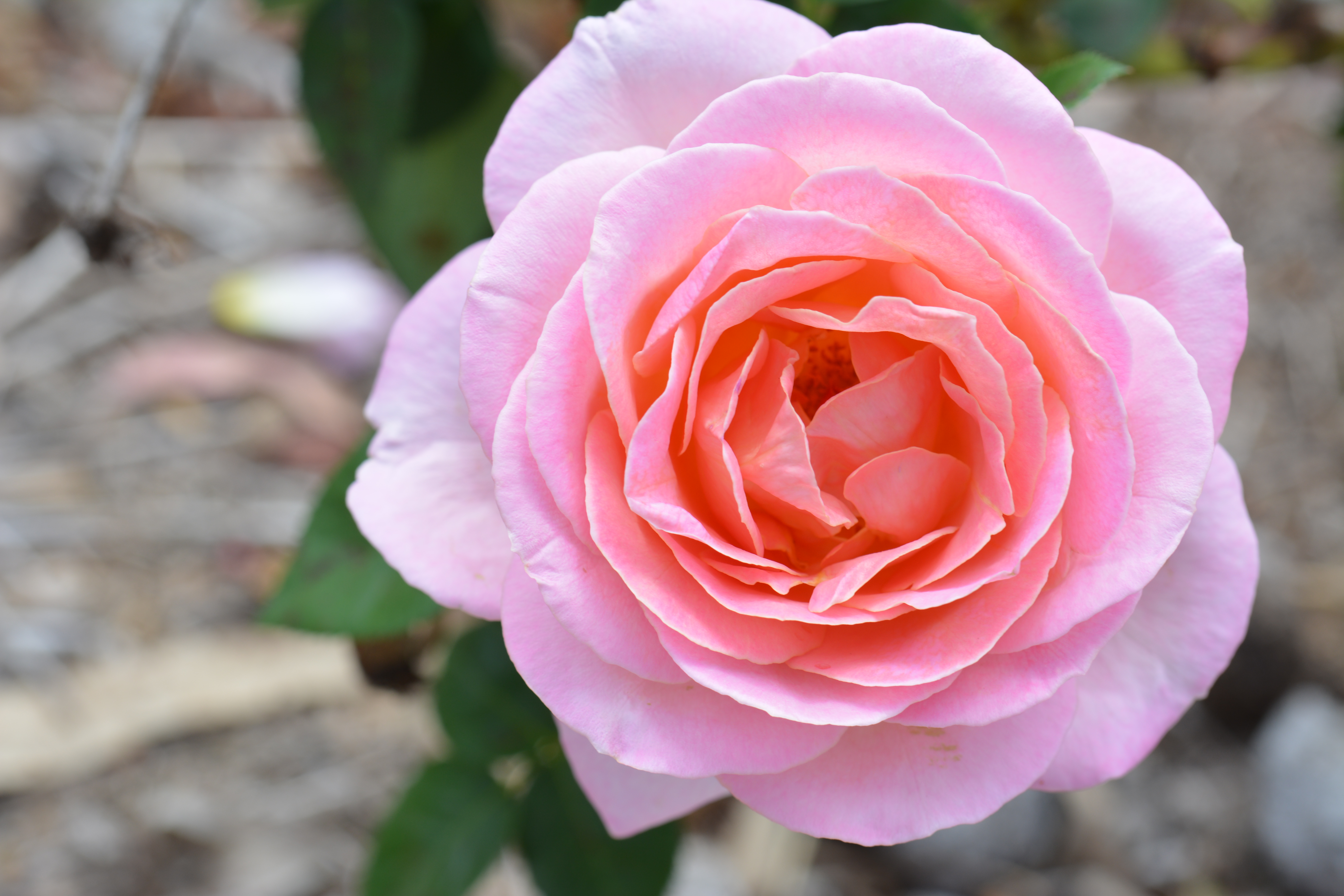 Descarga gratuita de fondo de pantalla para móvil de Flores, Rosa, Tierra/naturaleza.